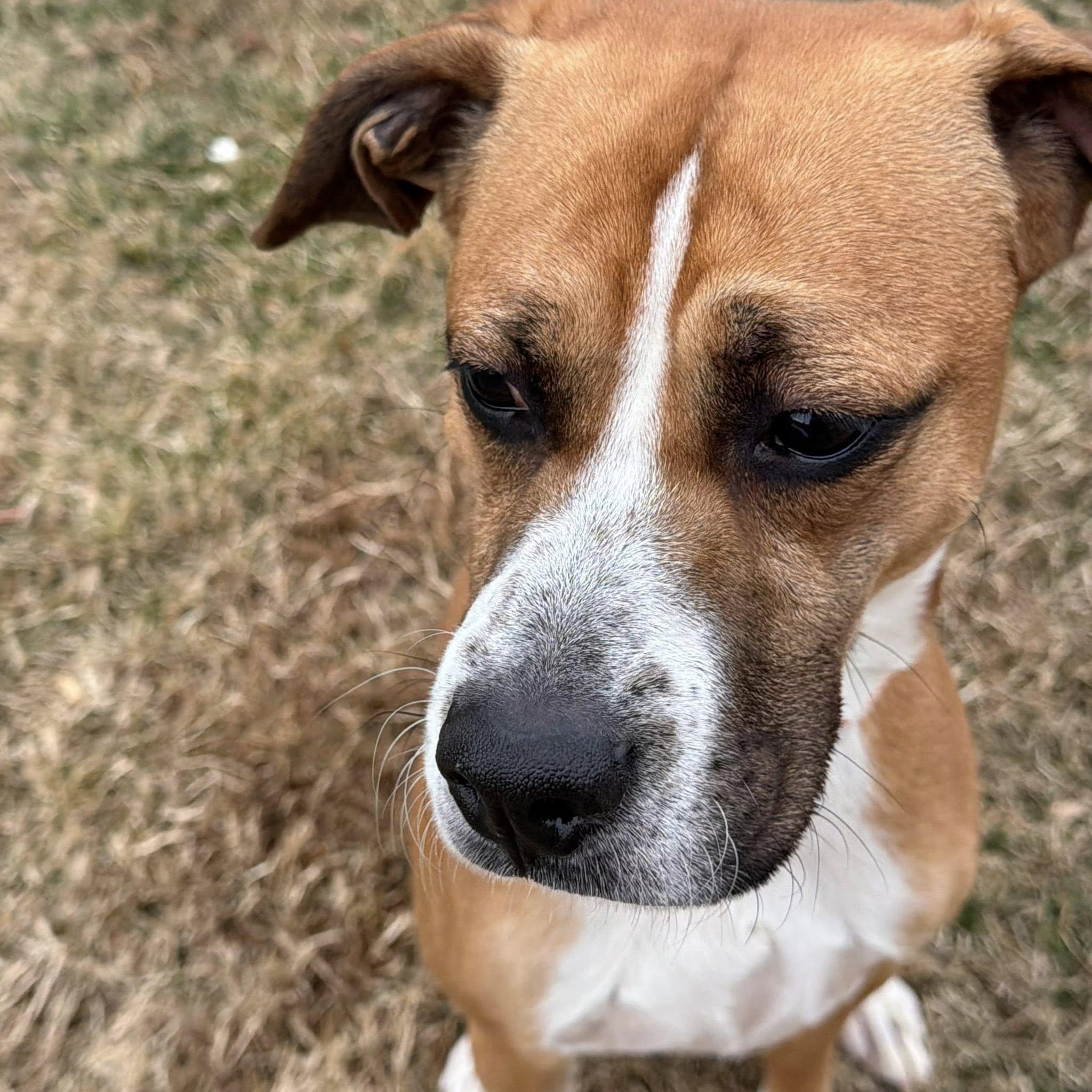 Enlarge Mista (ID 49887/98), an adoptable mixed breed in Manassas, VA image 3/5