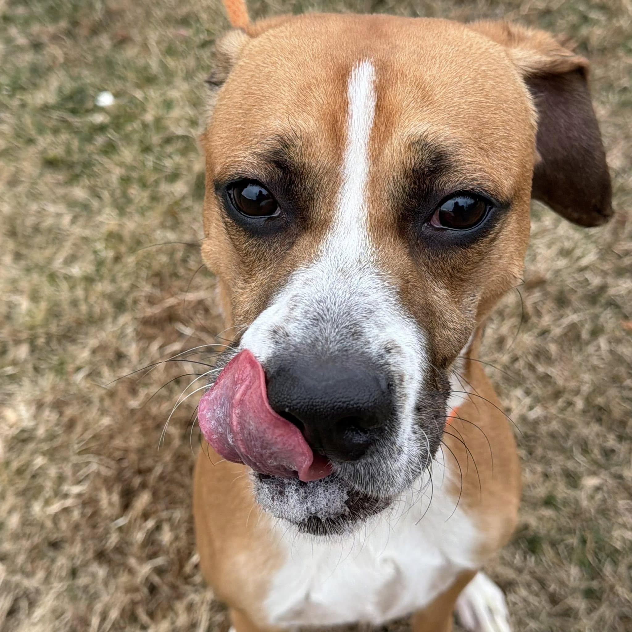 Enlarge Mista (ID 49887/98), an adoptable mixed breed in Manassas, VA image 4/5