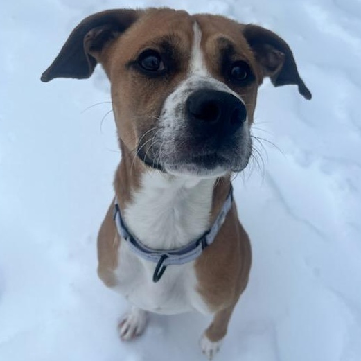 Mista (ID 49887/98), adoptable, Young Male Boxer & Hound.