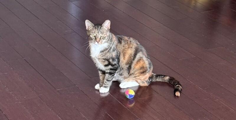 Enlarge Feral Torbi, a Adoptable Domestic Short Hair in Colmar, PA image 1/3