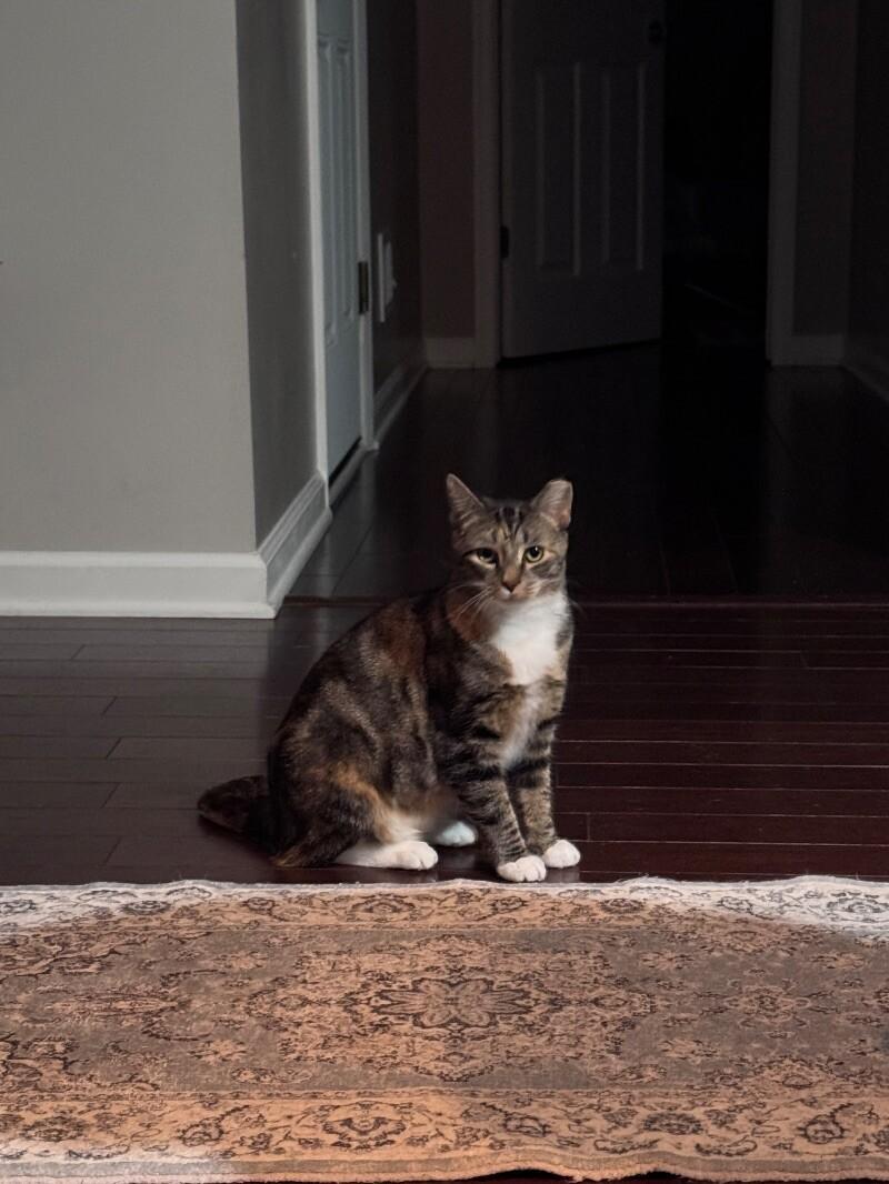 Feral Torbi — thumbnail 2