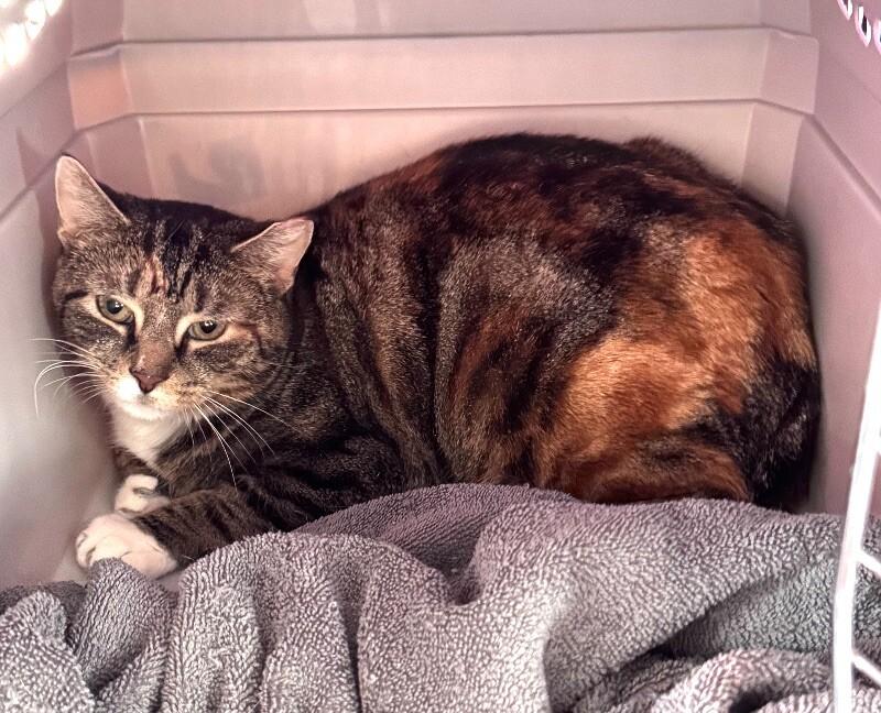 Enlarge Feral Torbi, a Adoptable Domestic Short Hair in Colmar, PA image 3/3