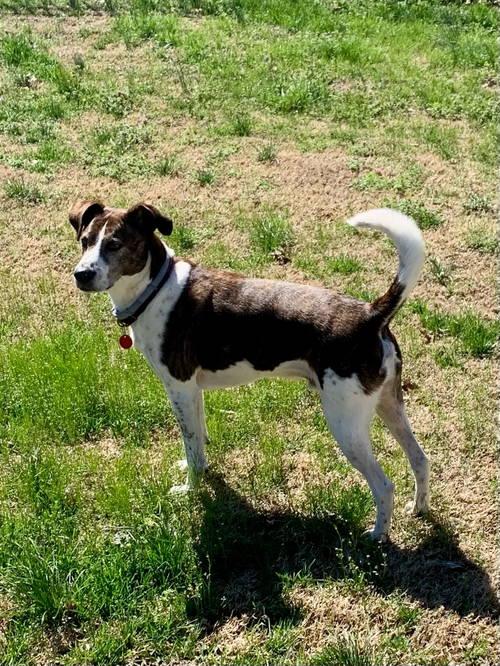 Enlarge Ollie, a Adoptable Cattle Dog in Nashville, TN image 1/3