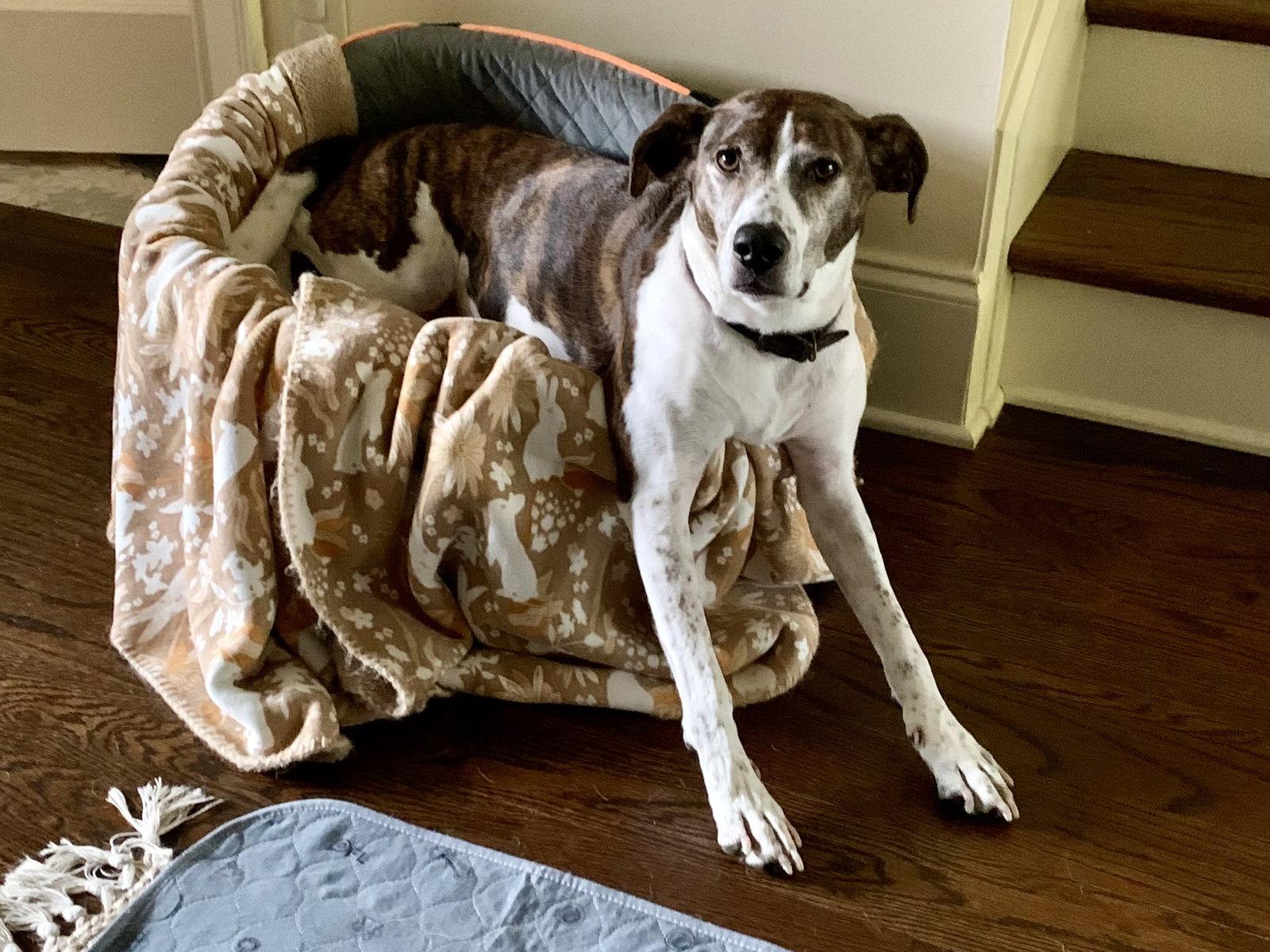 Enlarge Ollie, a Adoptable Cattle Dog in Nashville, TN image 2/3