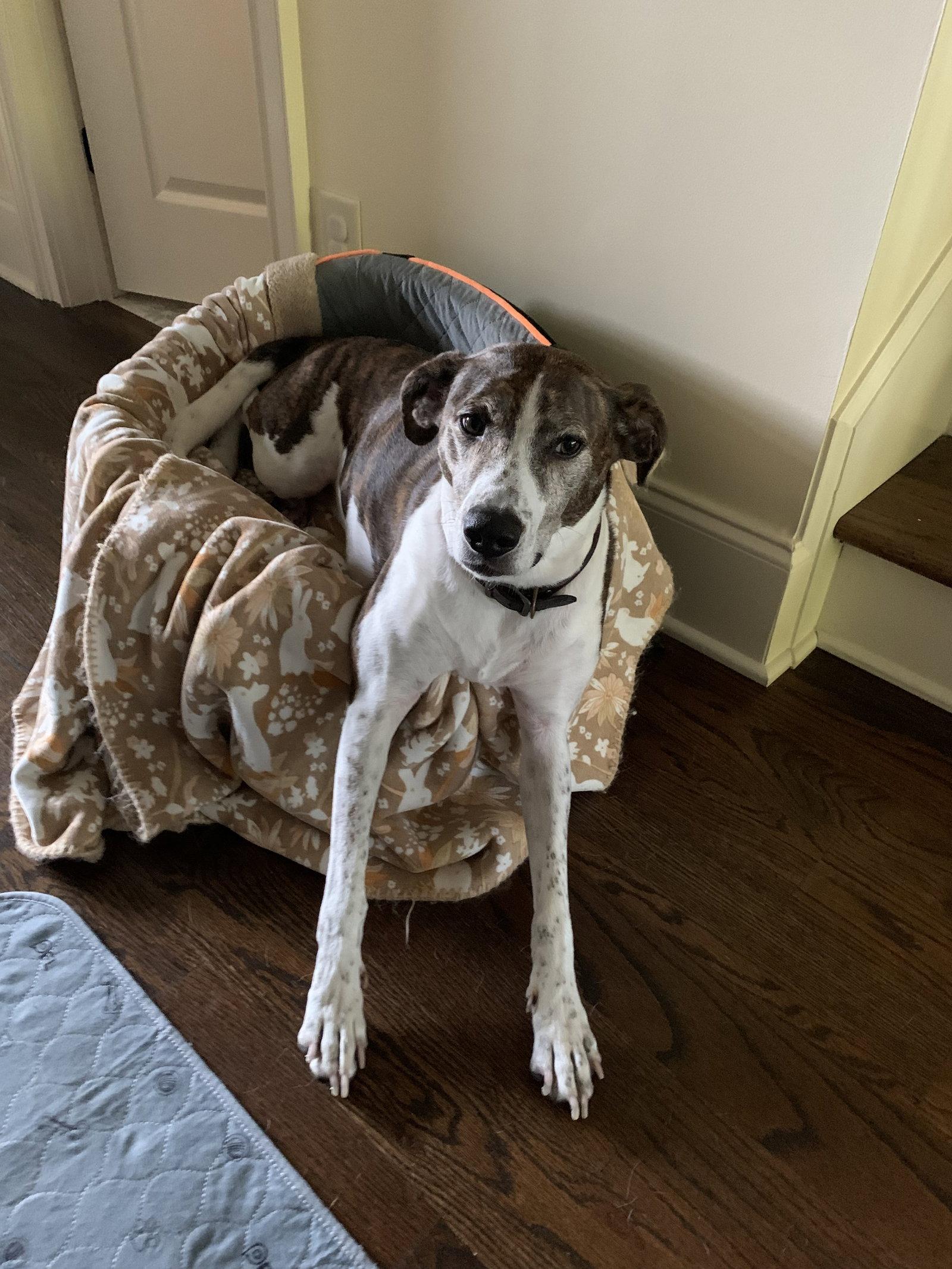 Enlarge Ollie, a Adoptable Cattle Dog in Nashville, TN image 3/3