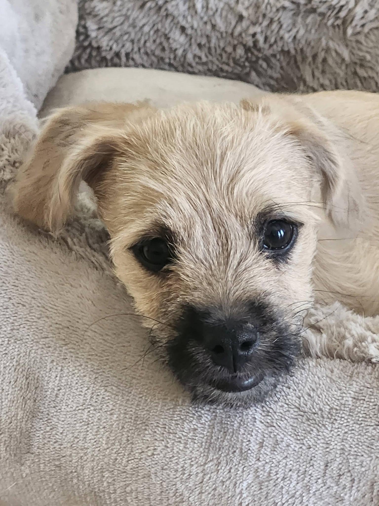 Enlarge Mabel, a ADOPTABLE mixed breed in Livermore, CA image 1/3