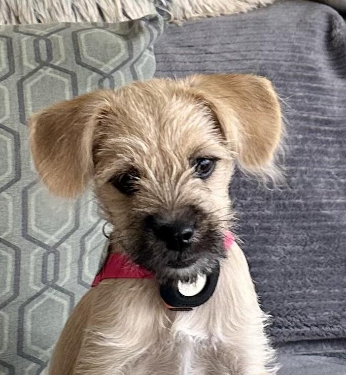 Mabel, adopted, Puppy Female Wirehaired Terrier & Brussels Griffon.