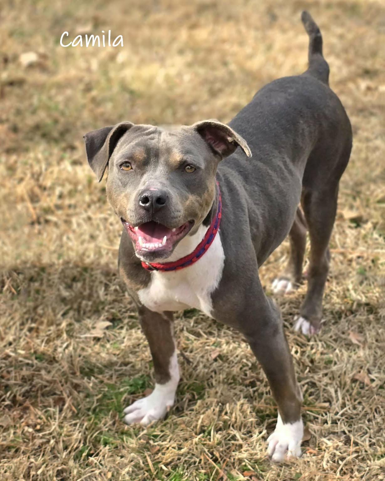 Enlarge Camila, a ADOPTABLE mixed breed in Bishop, GA image 1/5
