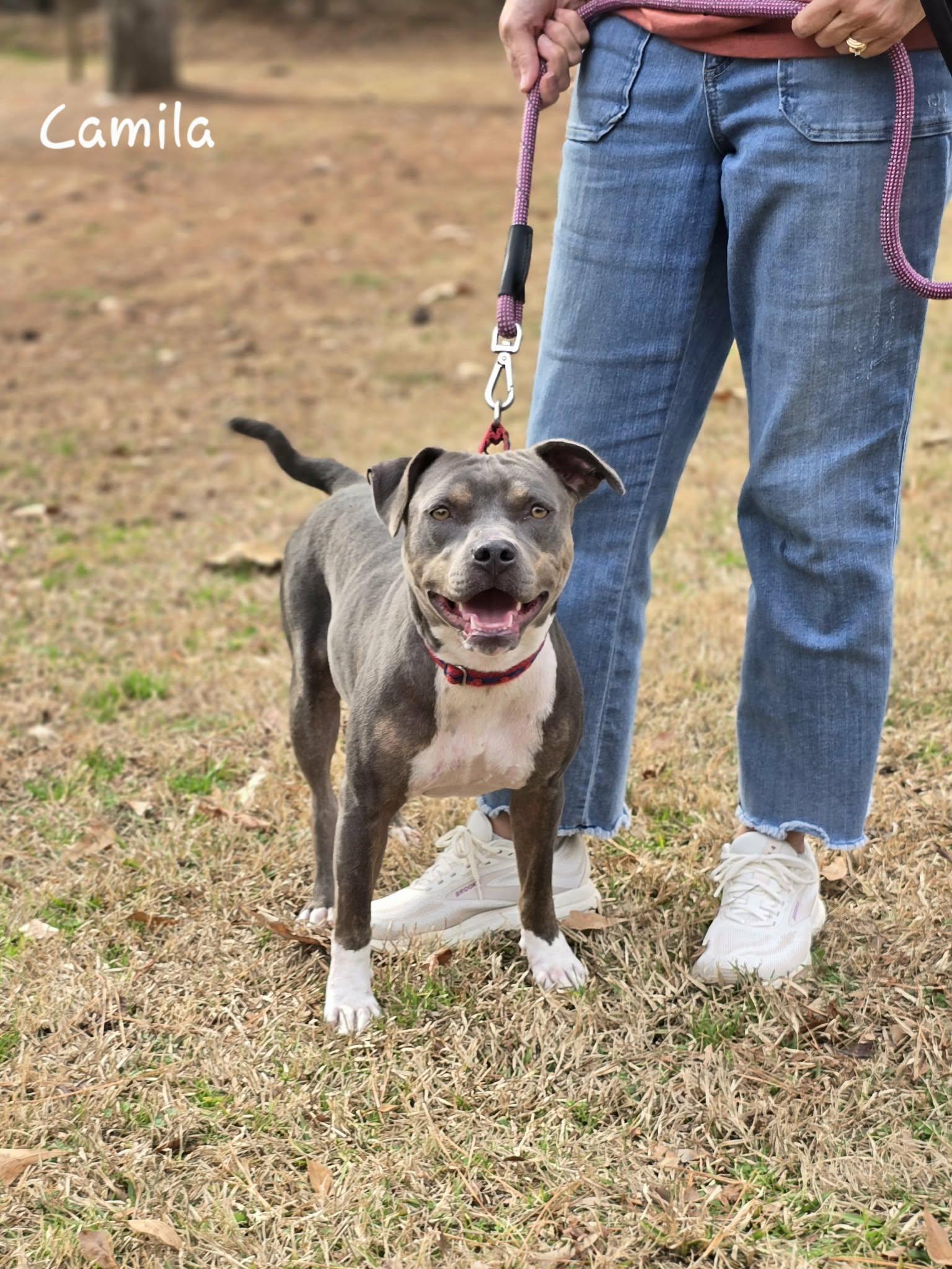 Enlarge Camila, a ADOPTABLE mixed breed in Bishop, GA image 5/5
