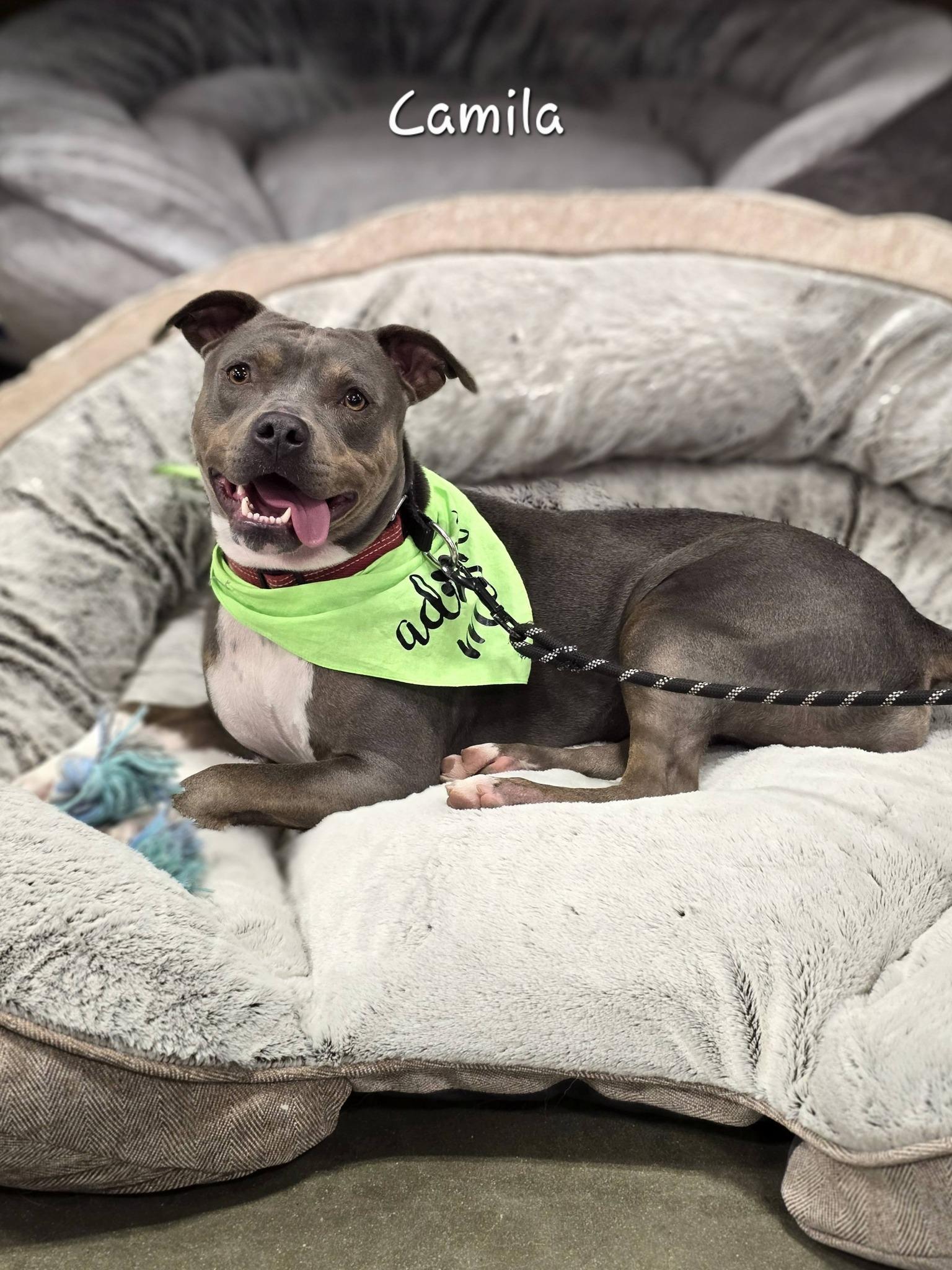 Camila, ADOPTABLE, Adult Female Pit Bull Terrier.