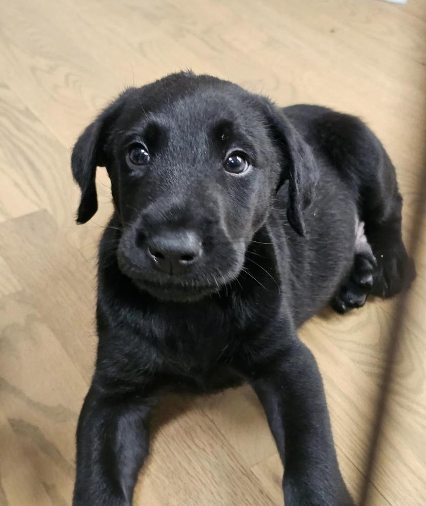 Enlarge Bantom , a ADOPTABLE mixed breed in China Township, MI image 2/5