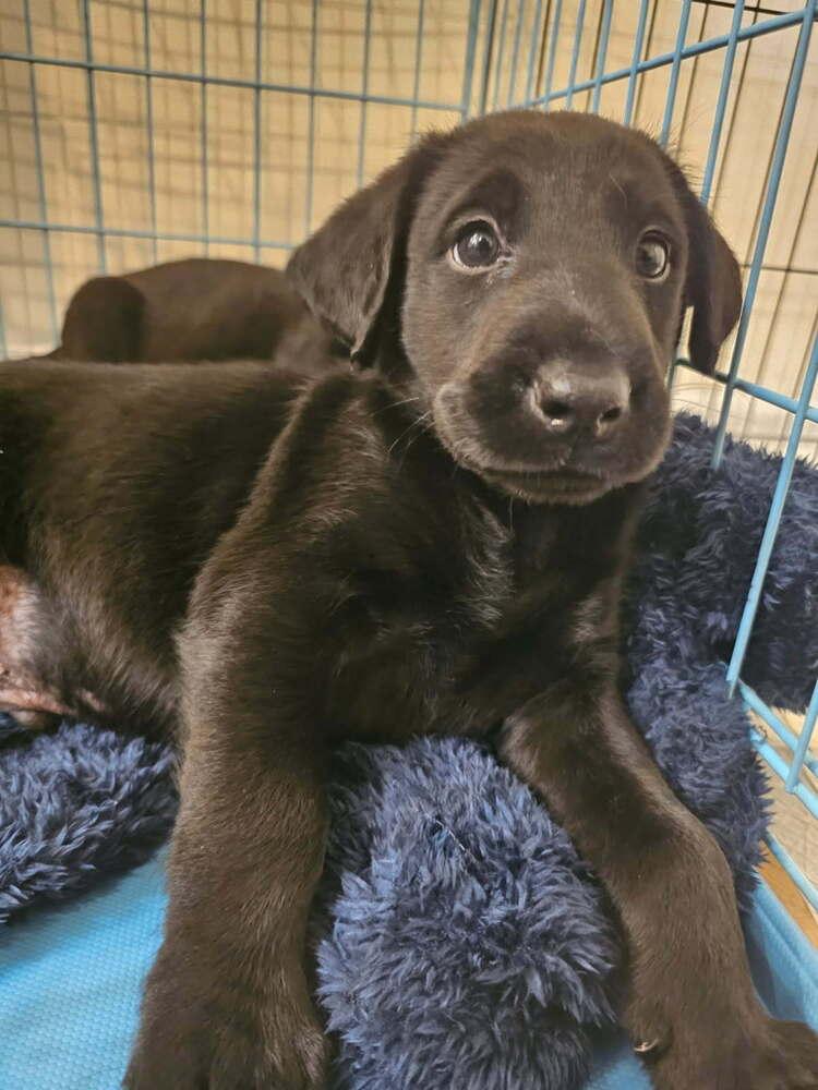 Enlarge Bantom , a ADOPTABLE mixed breed in China Township, MI image 3/5