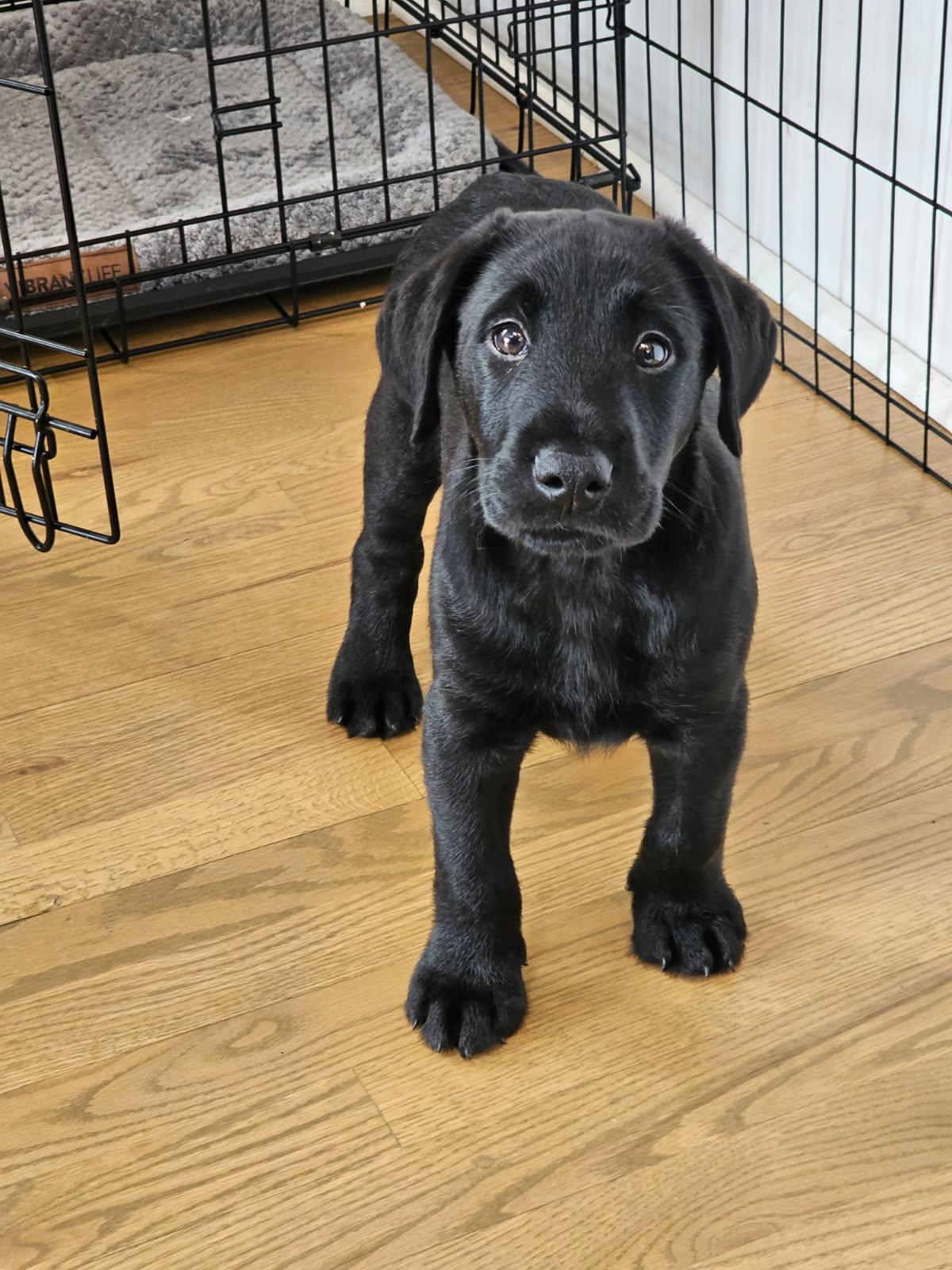 Bantom , ADOPTABLE, Puppy Male Black Labrador Retriever & Airedale Terrier.