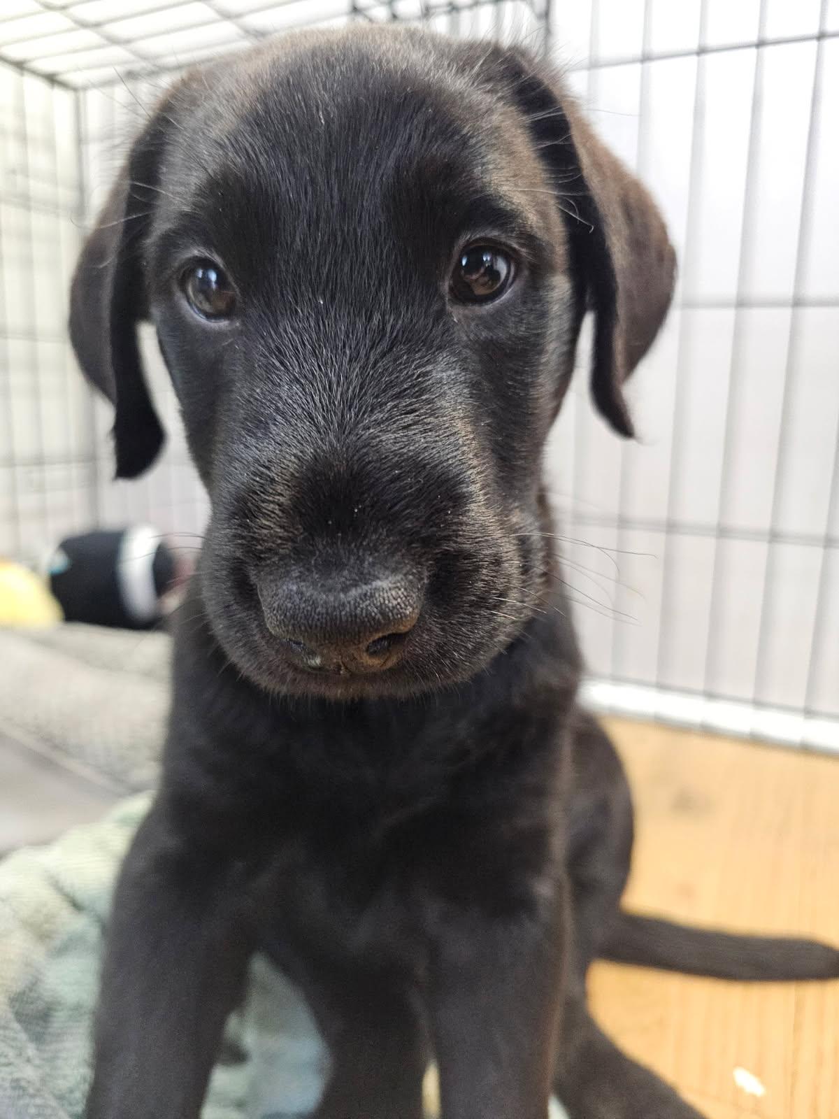 Enlarge Bantom , a ADOPTABLE mixed breed in China Township, MI image 5/5