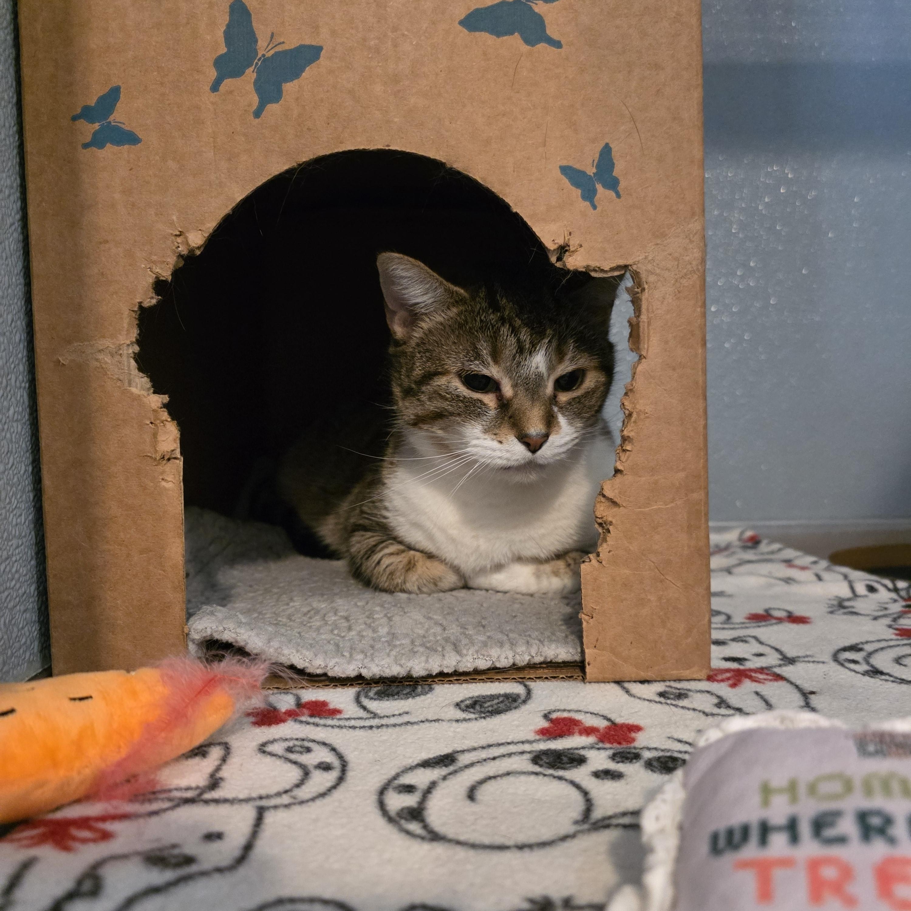 Cruella de Vil, an adopted Domestic Short Hair in Renfrew, PA image 3/5