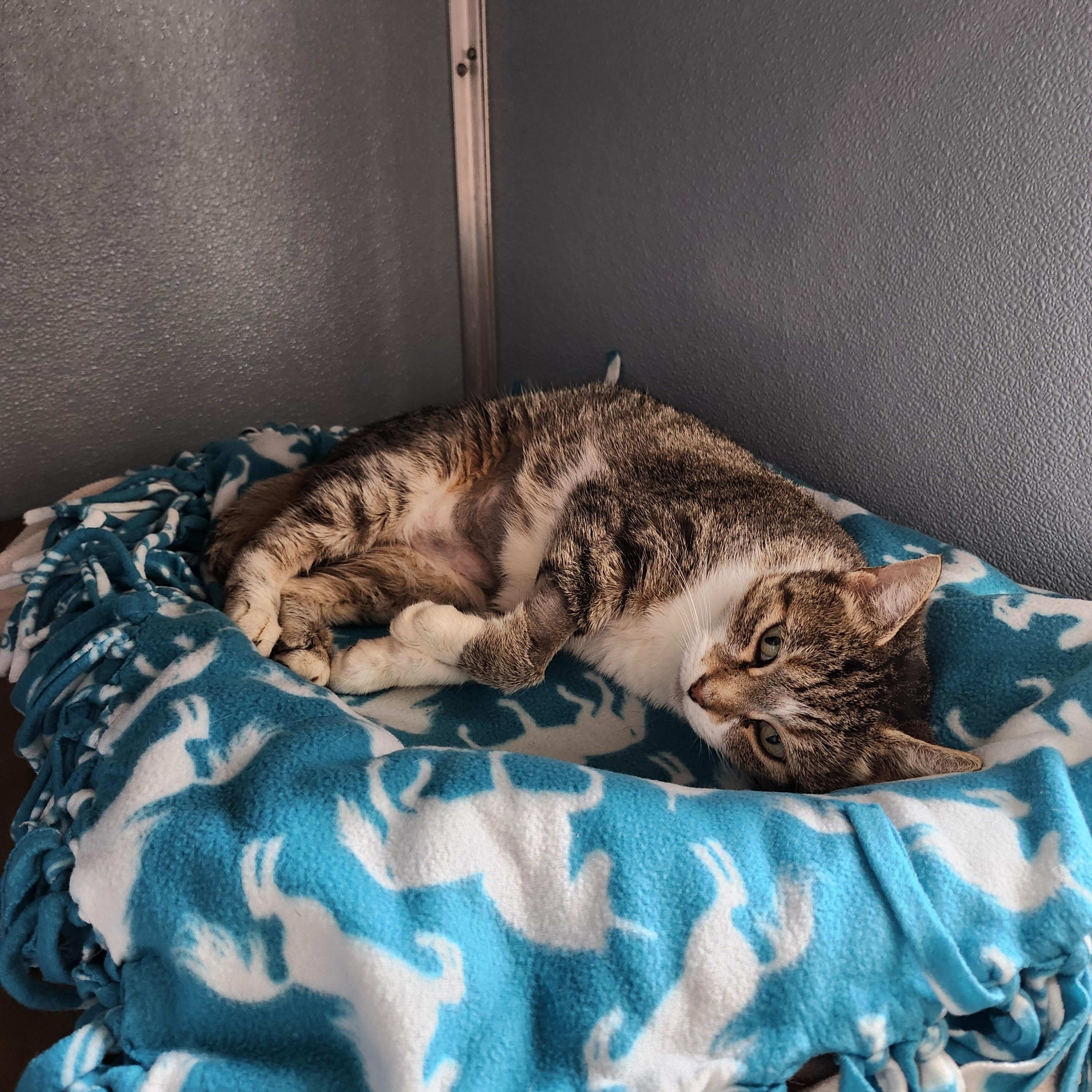 Cruella de Vil, an adopted Domestic Short Hair in Renfrew, PA image 2/5