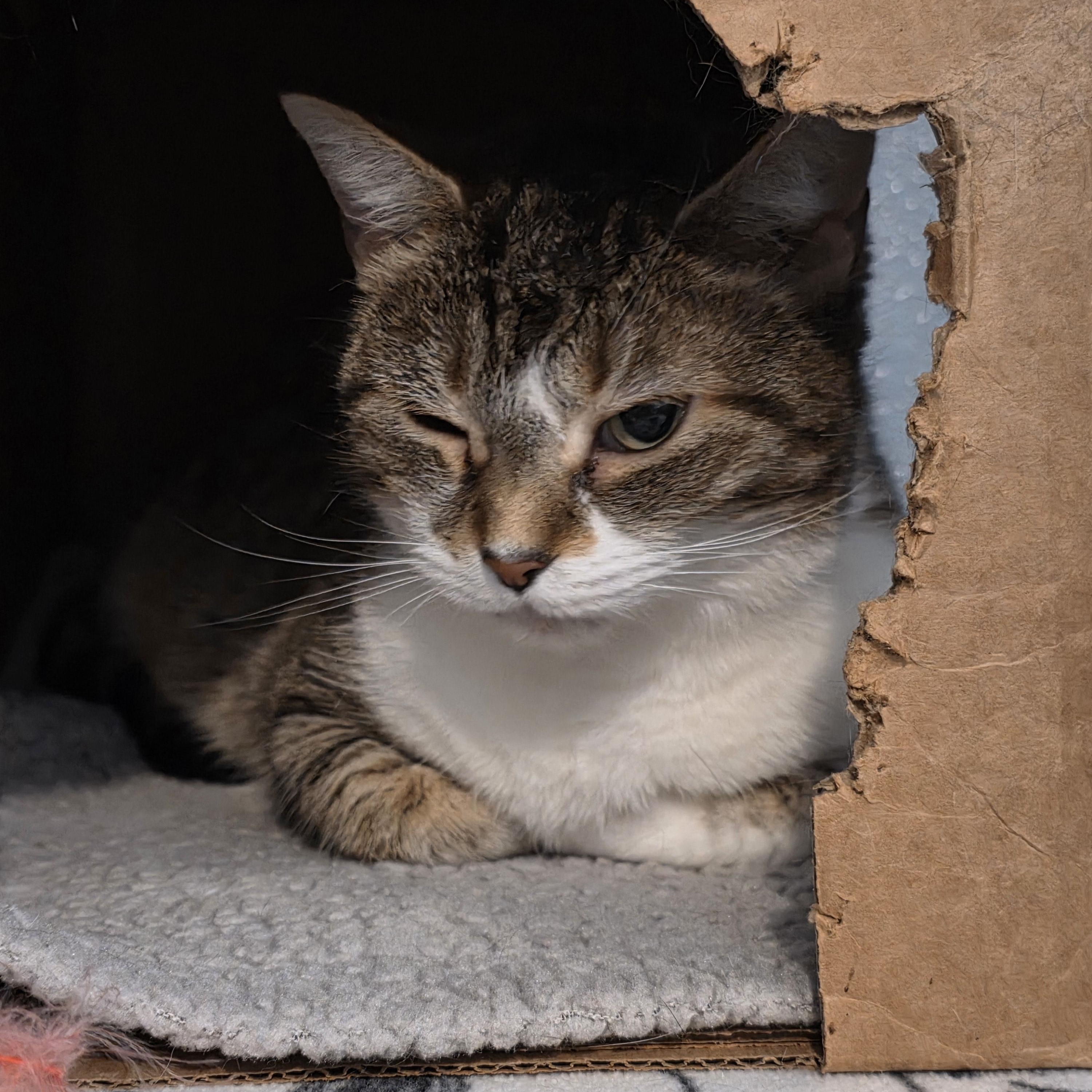 Cruella de Vil, an adopted Domestic Short Hair in Renfrew, PA image 5/5