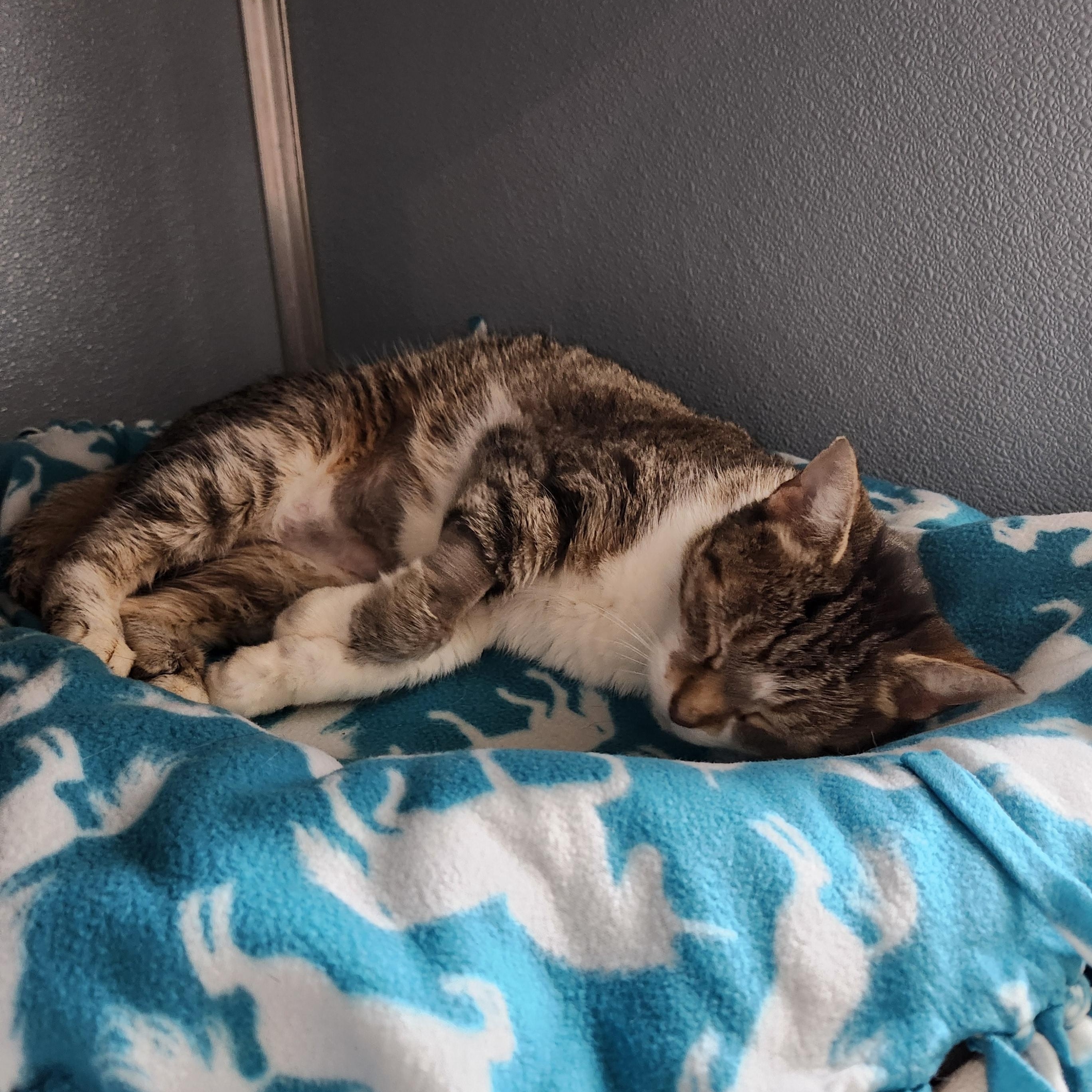 Cruella de Vil, an adopted Domestic Short Hair in Renfrew, PA image 4/5