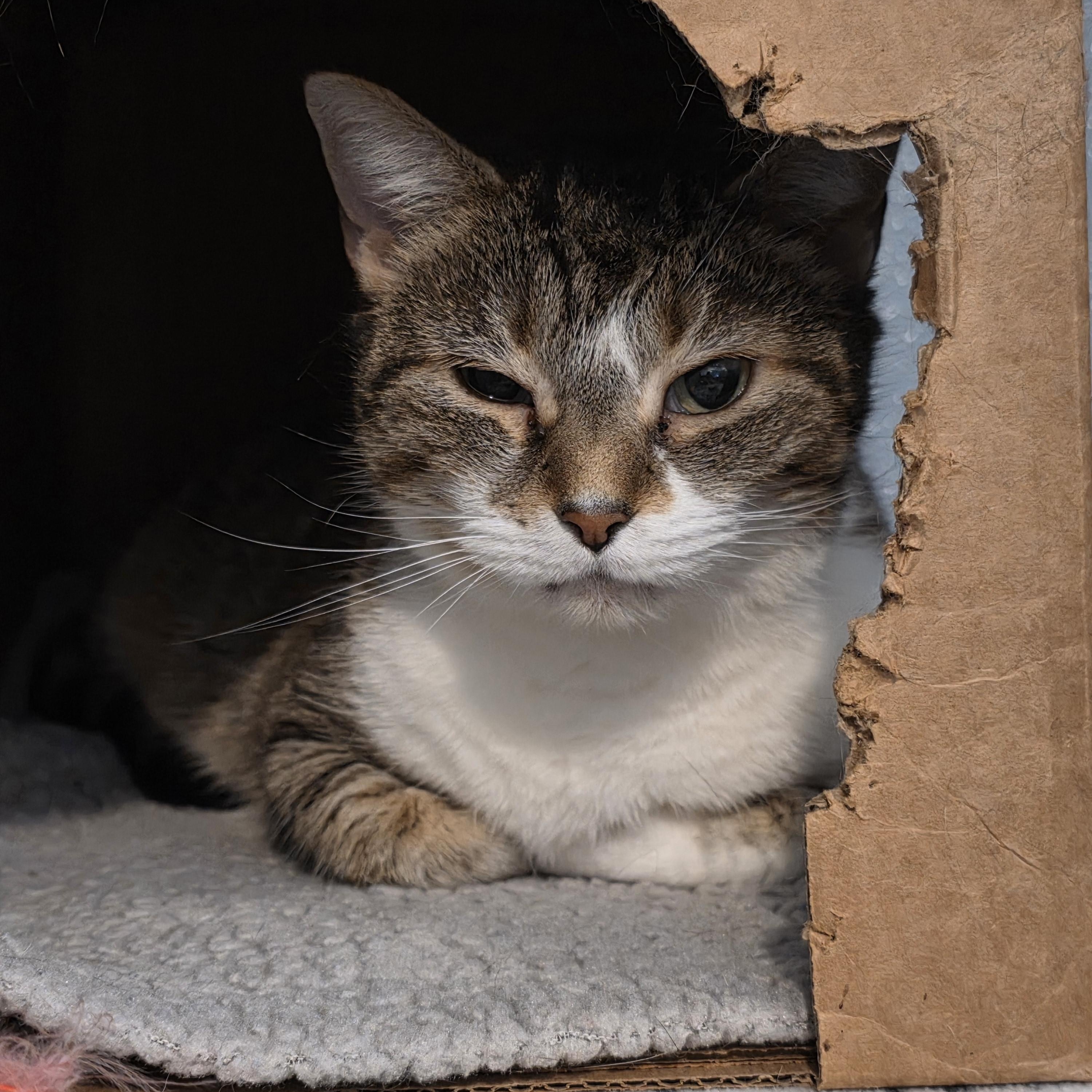 Cruella de Vil, an adopted Domestic Short Hair in Renfrew, PA image 1/5