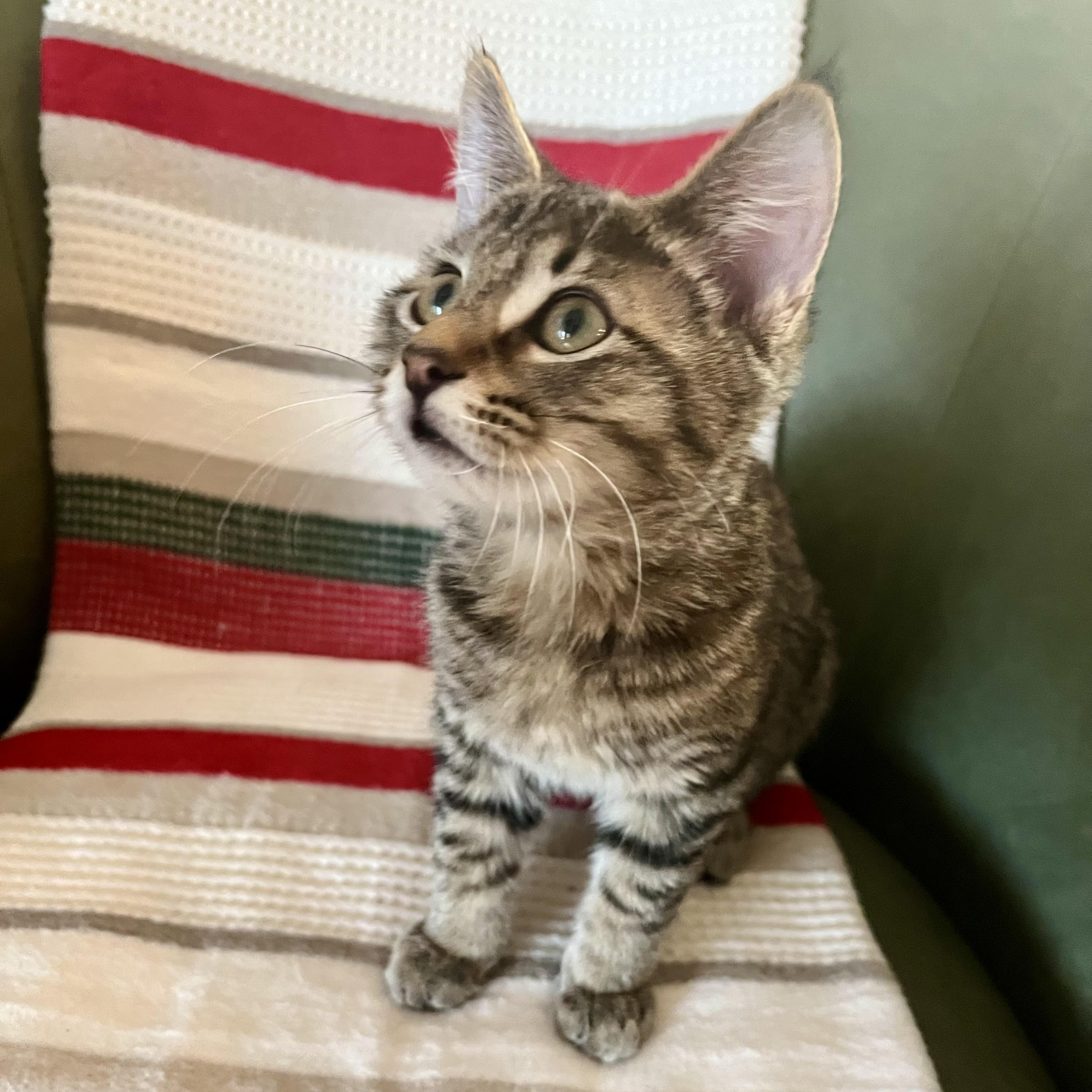 Enlarge Oyster, an adopted Domestic Short Hair in Renton , WA image 1/3