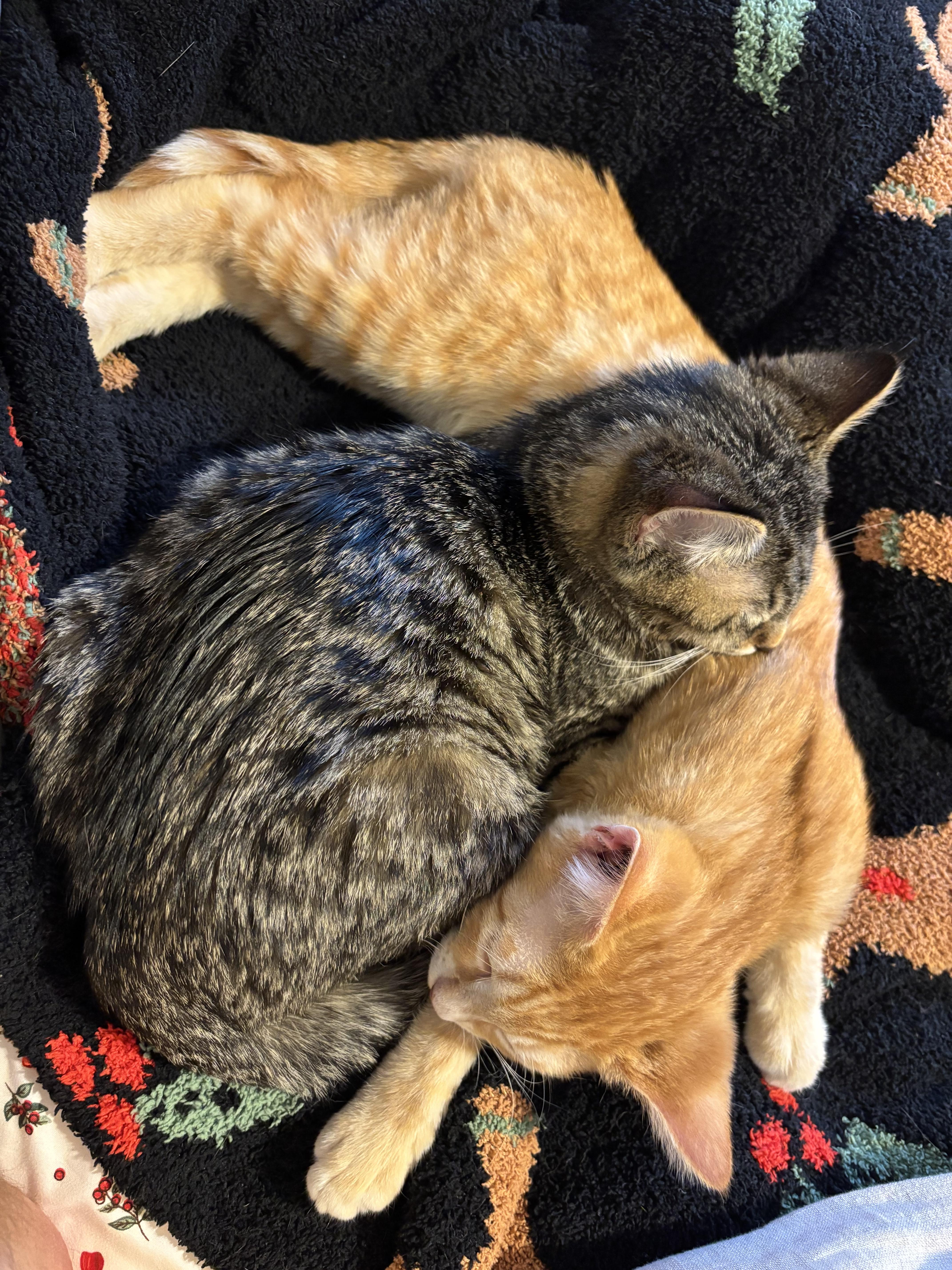 Enlarge Oyster, an adopted Domestic Short Hair in Renton , WA image 2/3