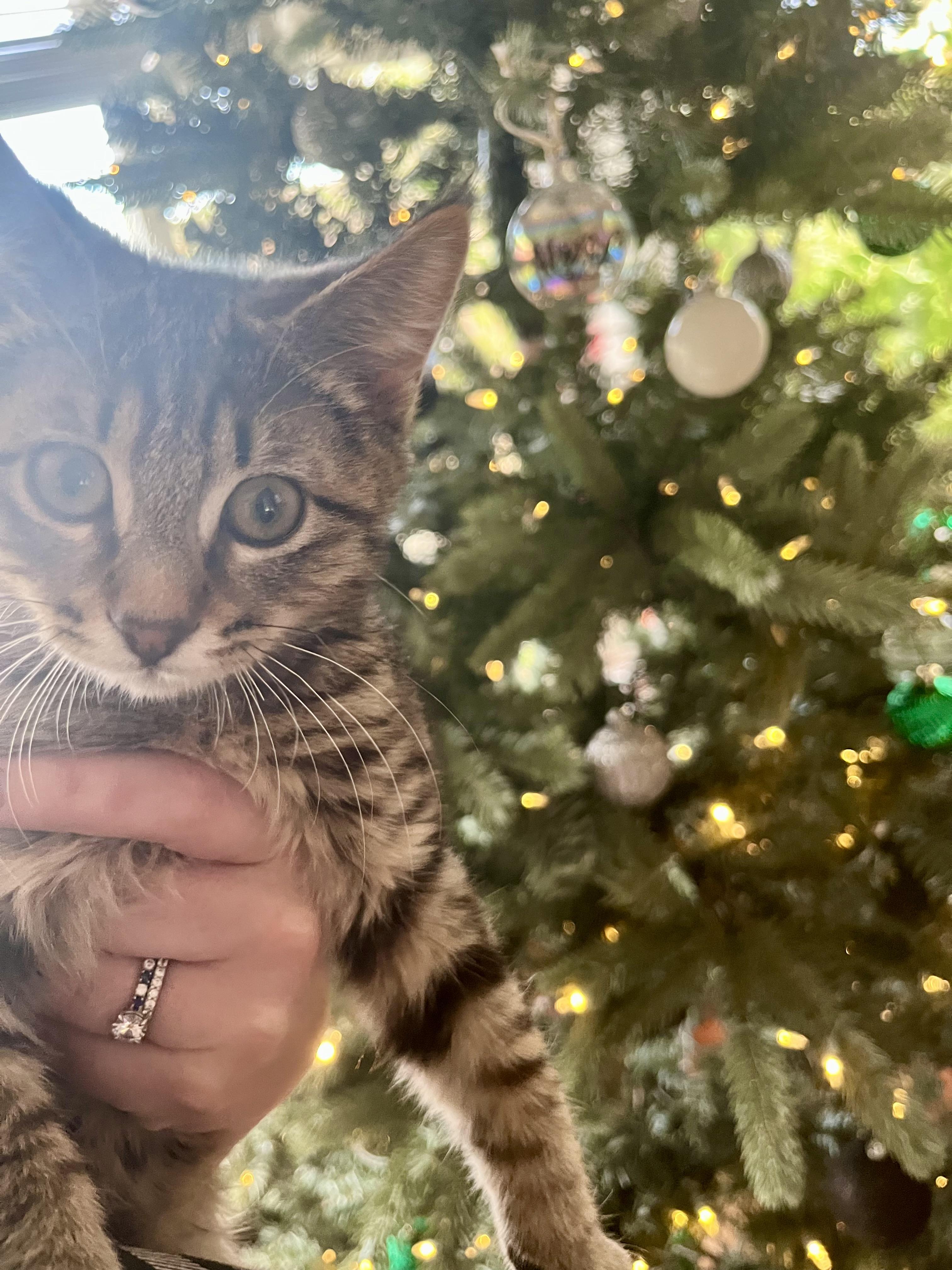 Enlarge Oyster, an adopted Domestic Short Hair in Renton , WA image 3/3