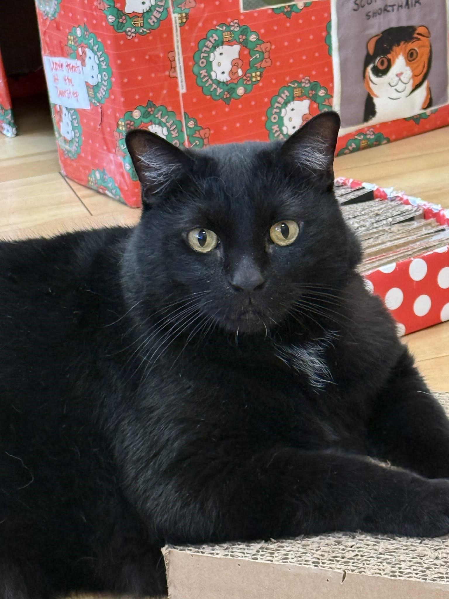 Enlarge Jett, a Adoptable Domestic Medium Hair in Phoenix, AZ image 1/6