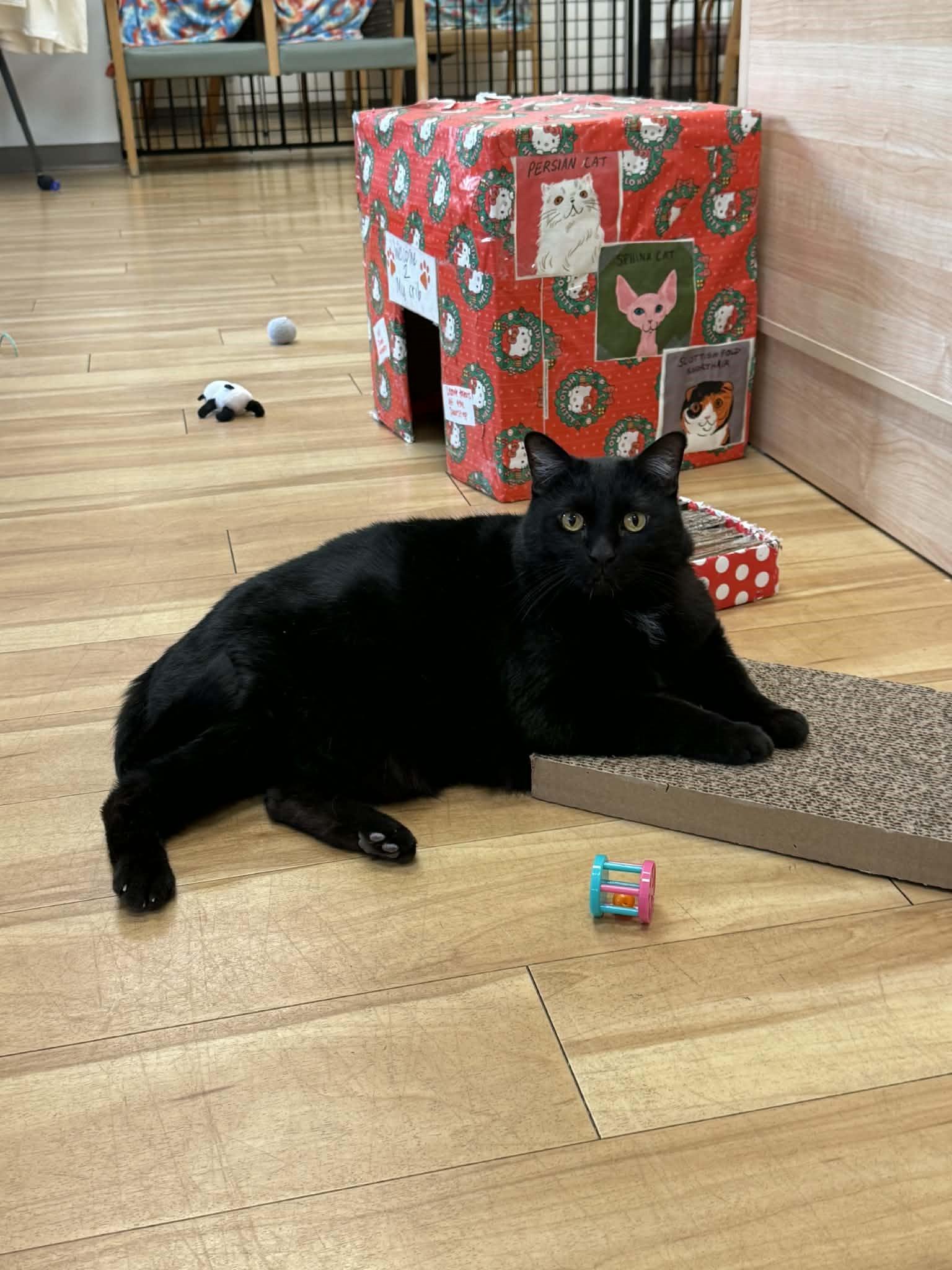 Enlarge Jett, a Adoptable Domestic Medium Hair in Phoenix, AZ image 6/6