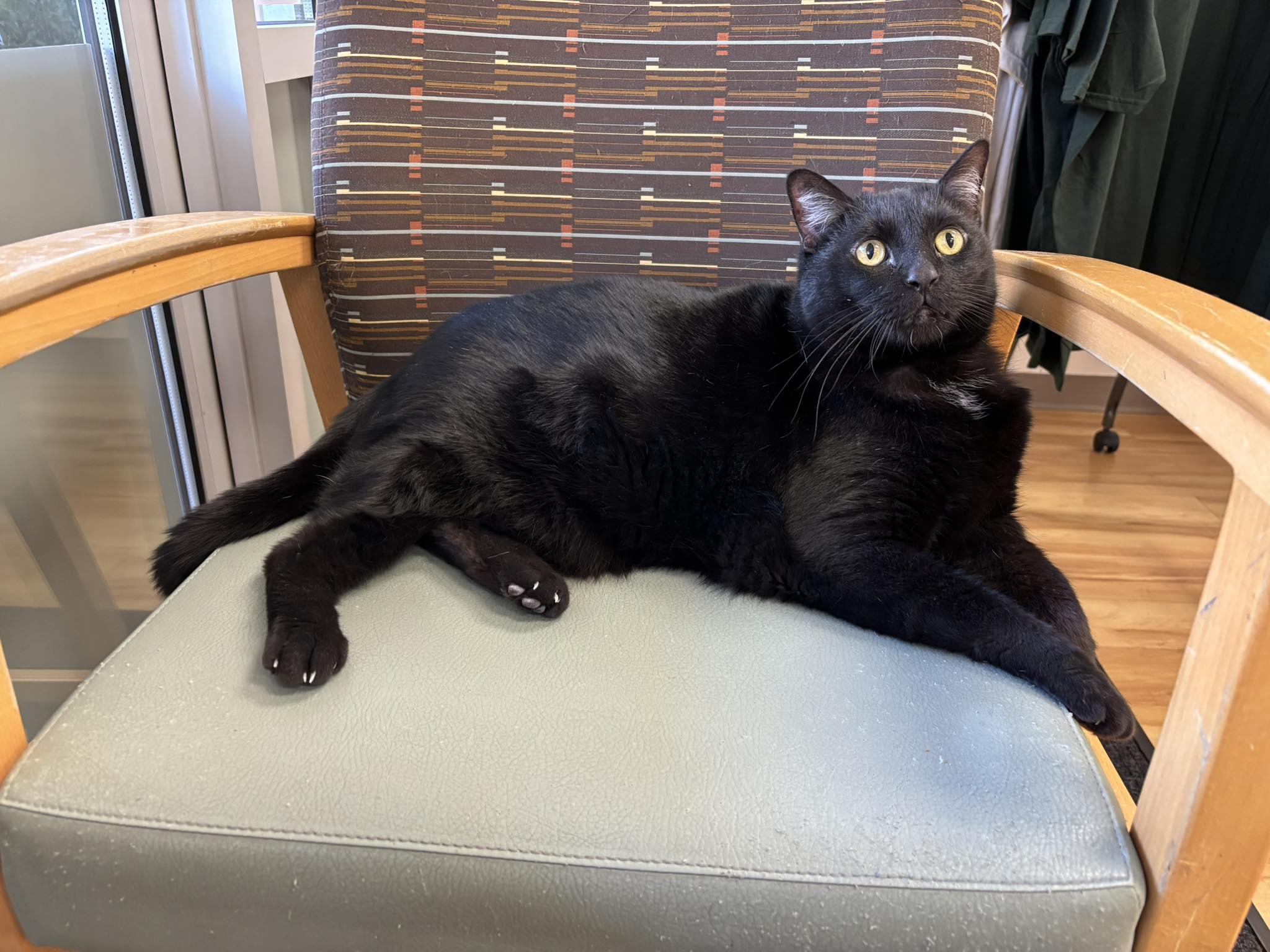 Enlarge Jett, a Adoptable Domestic Medium Hair in Phoenix, AZ image 2/6