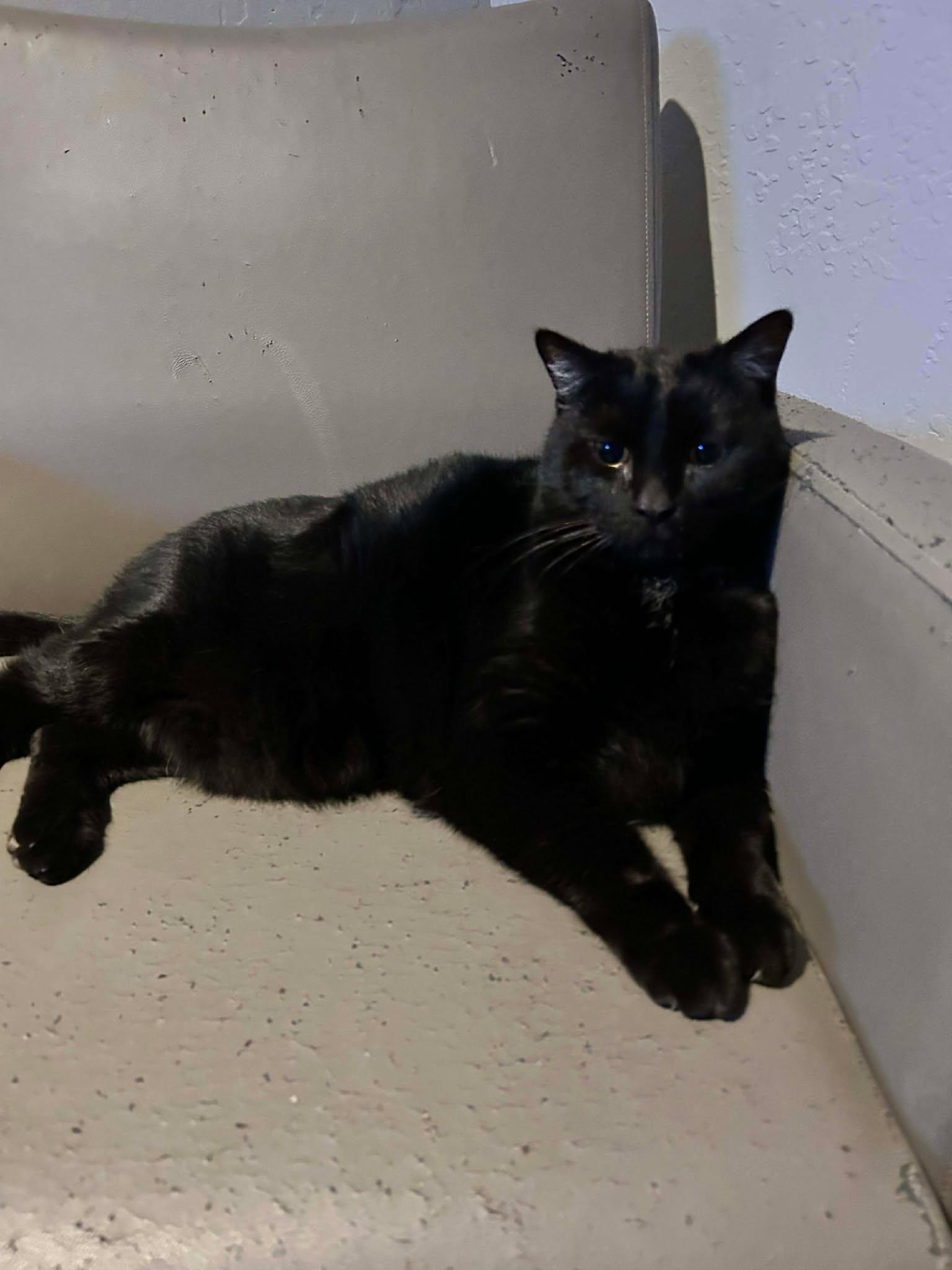 Enlarge Jett, a Adoptable Domestic Medium Hair in Phoenix, AZ image 3/6