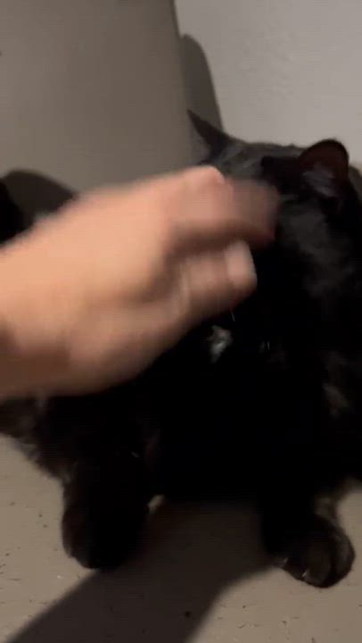 Enlarge Jett, a Adoptable Domestic Medium Hair in Phoenix, AZ video 5/6