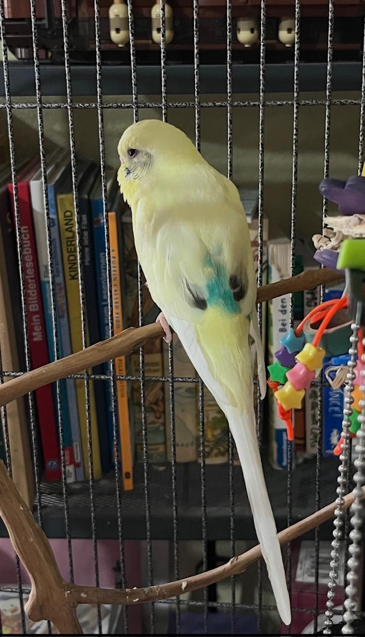 Sunny & Quacky Chan, a Adoptable Budgie / Budgerigar in Kissimmee, FL image 2/3