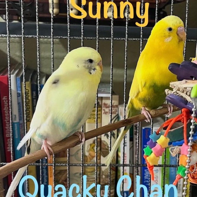 Sunny & Quacky Chan, Adoptable, Young Female Budgie / Budgerigar.
