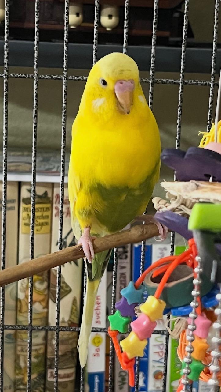 Sunny & Quacky Chan, a Adoptable Budgie / Budgerigar in Kissimmee, FL image 3/3