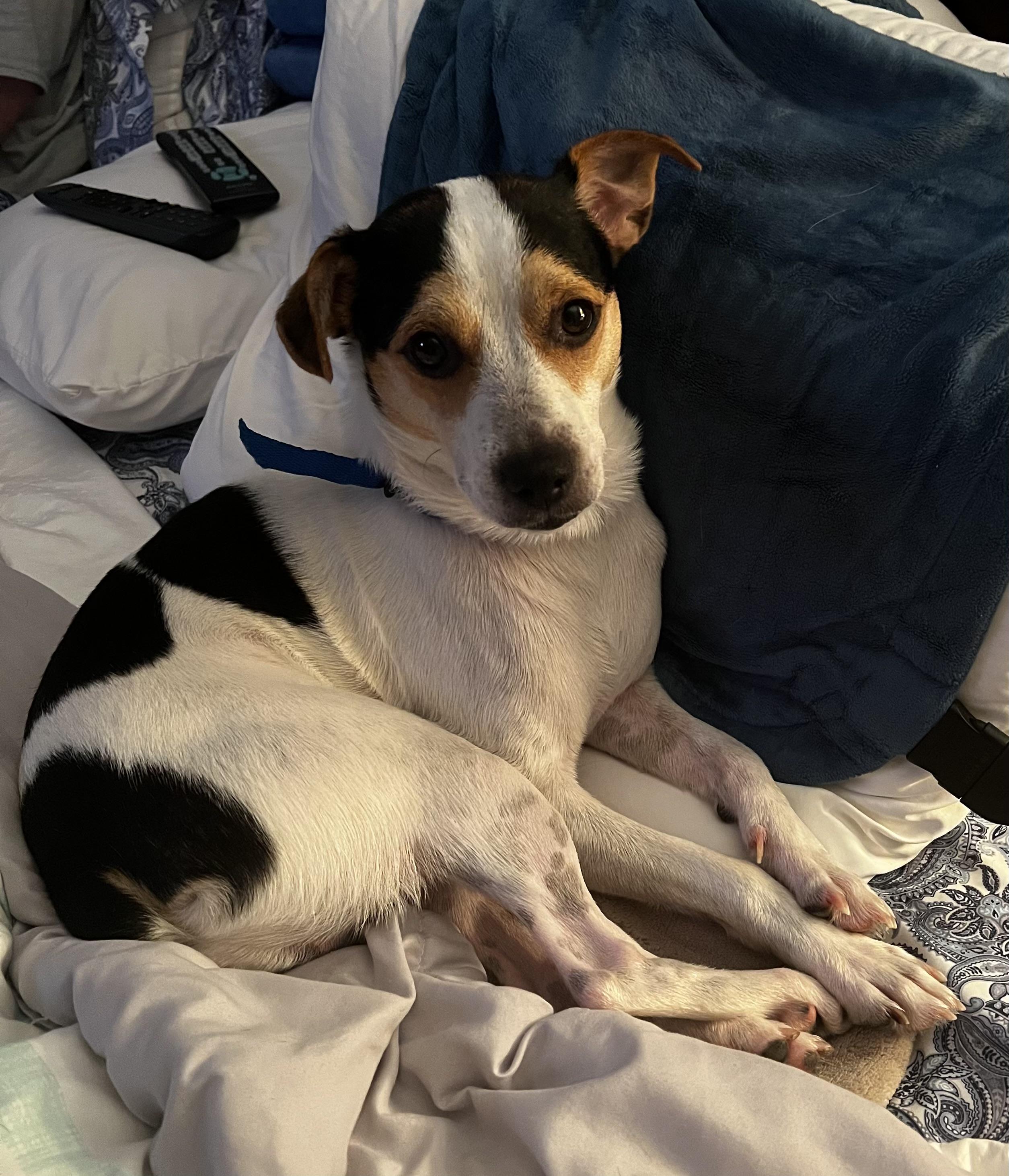 Enlarge Milo, a Adopted Parson Russell Terrier in Davie, FL image 1/4