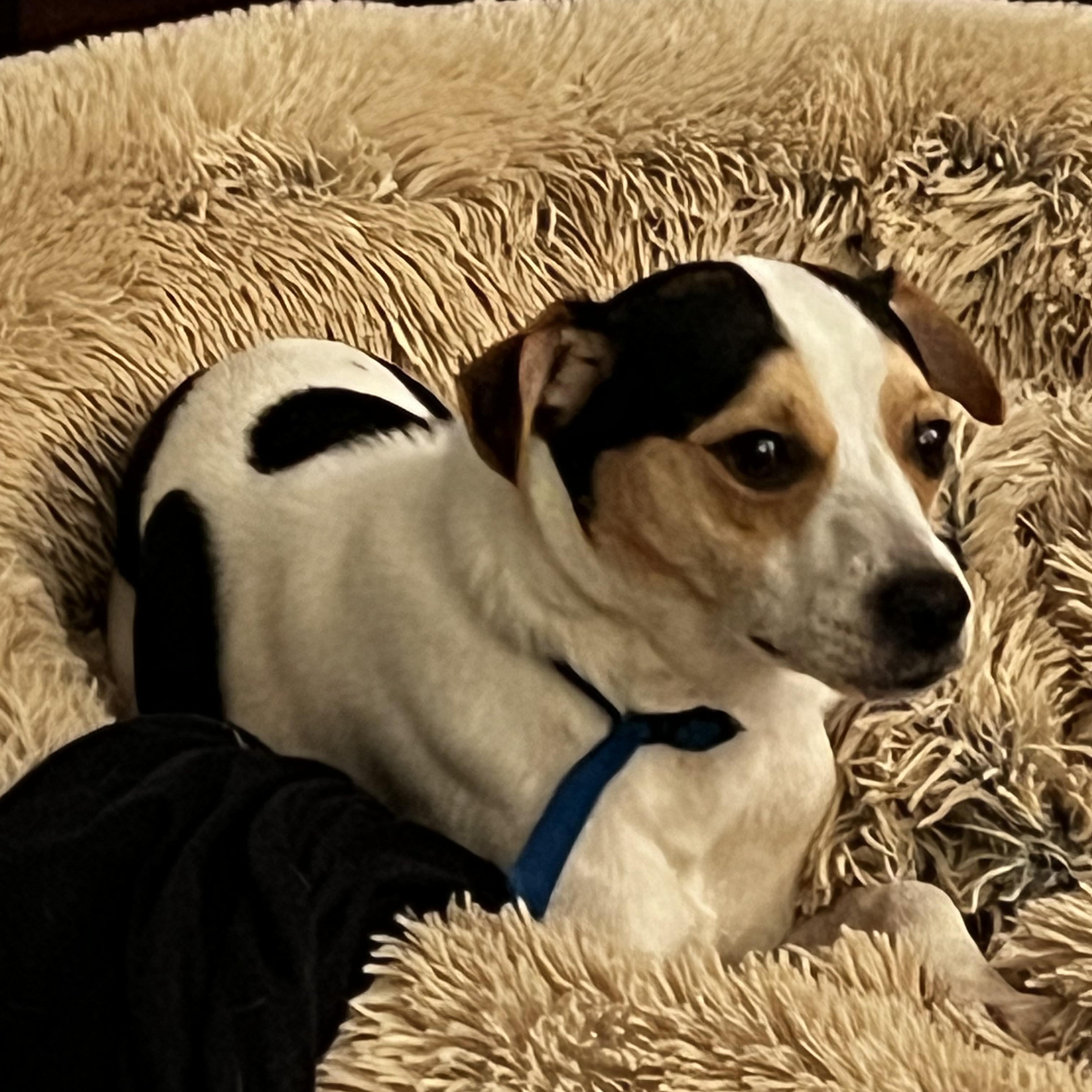 Enlarge Milo, a Adopted Parson Russell Terrier in Davie, FL image 2/4