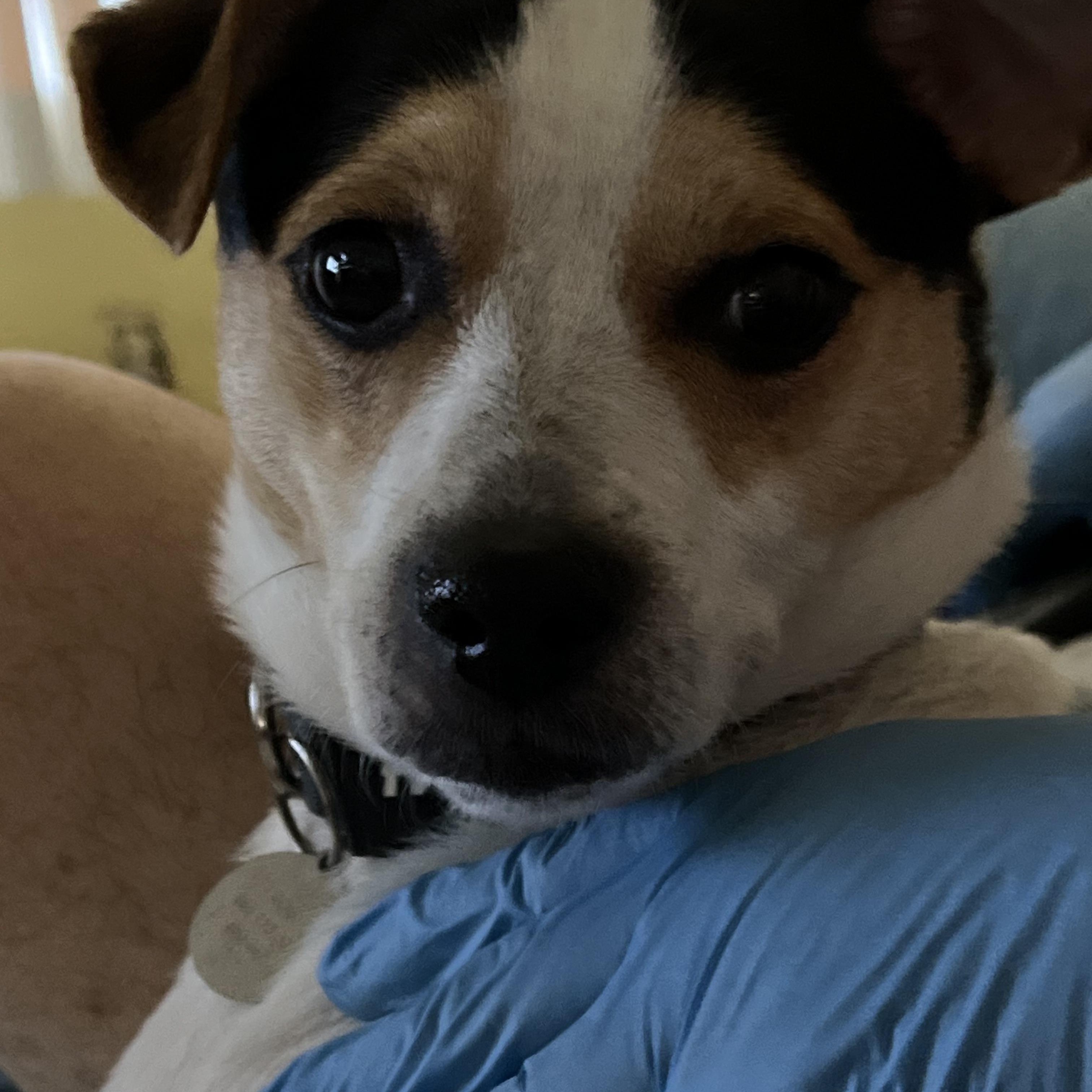 Enlarge Milo, a Adopted Parson Russell Terrier in Davie, FL image 3/4