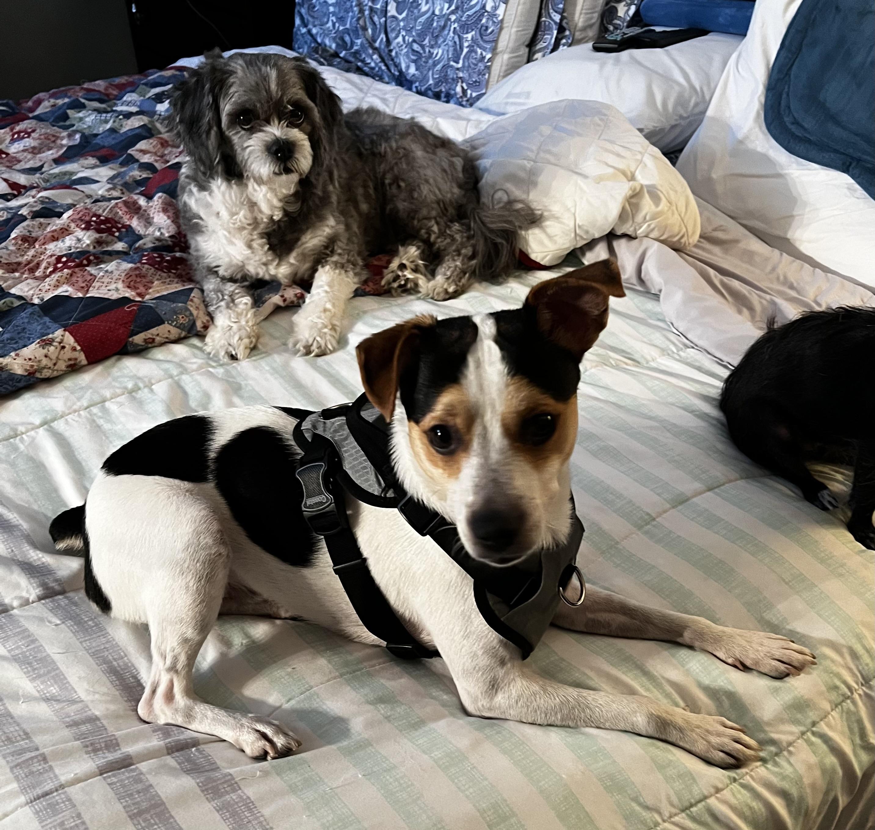 Enlarge Milo, a Adopted Parson Russell Terrier in Davie, FL image 4/4