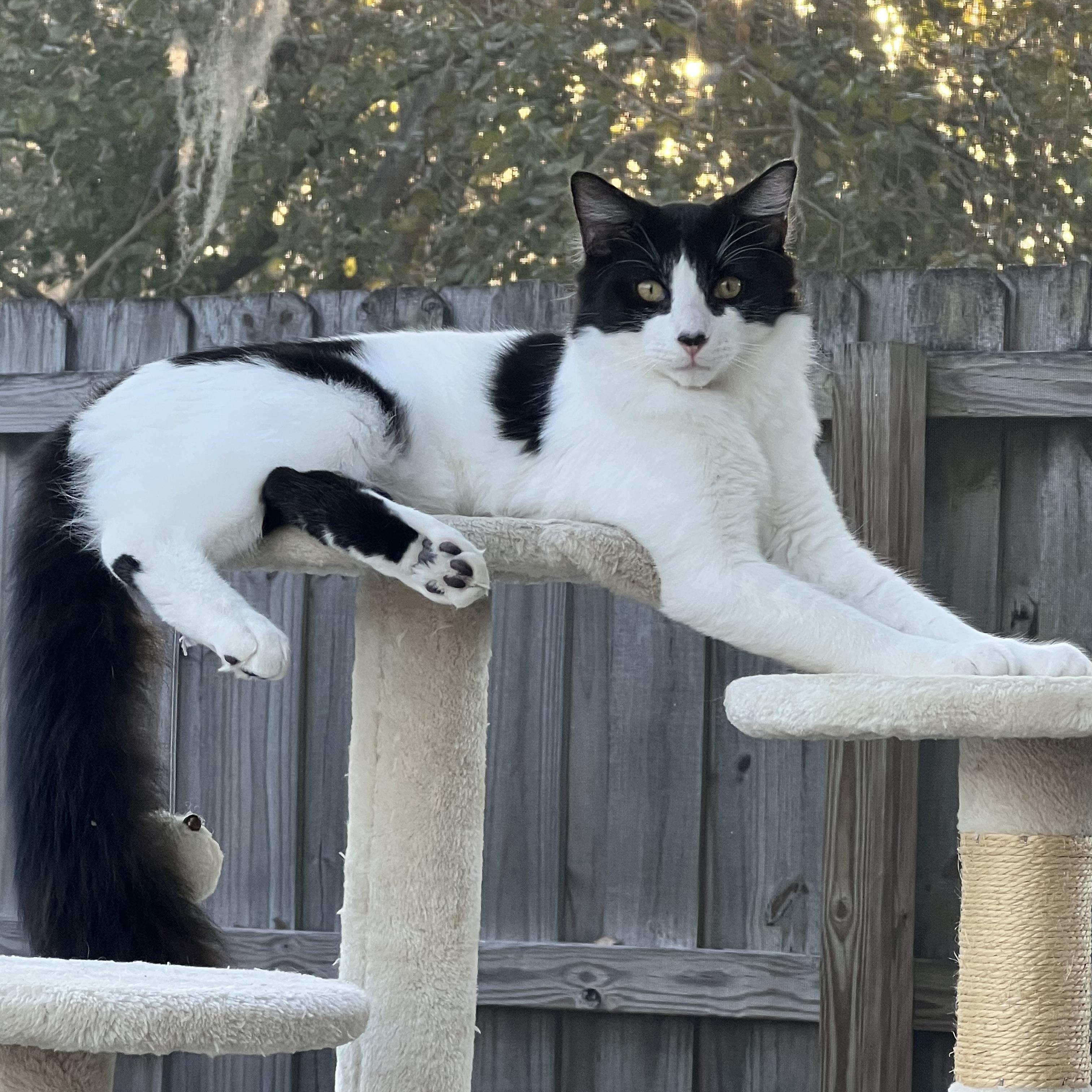 Otto (bonded w/ Mama), a Adoptable Tuxedo in Tampa, FL image 5/5
