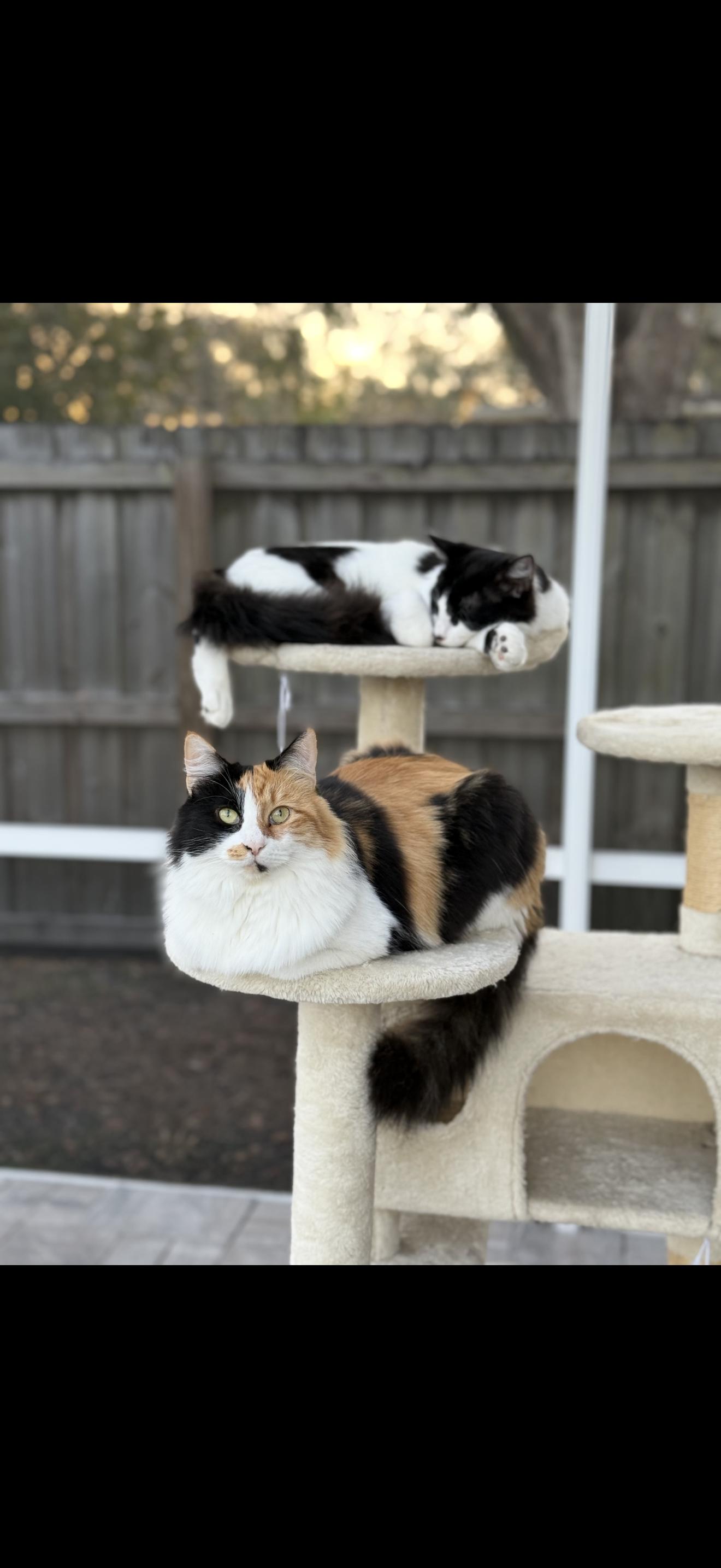 Otto (bonded w/ Mama), a Adoptable Tuxedo in Tampa, FL image 2/5