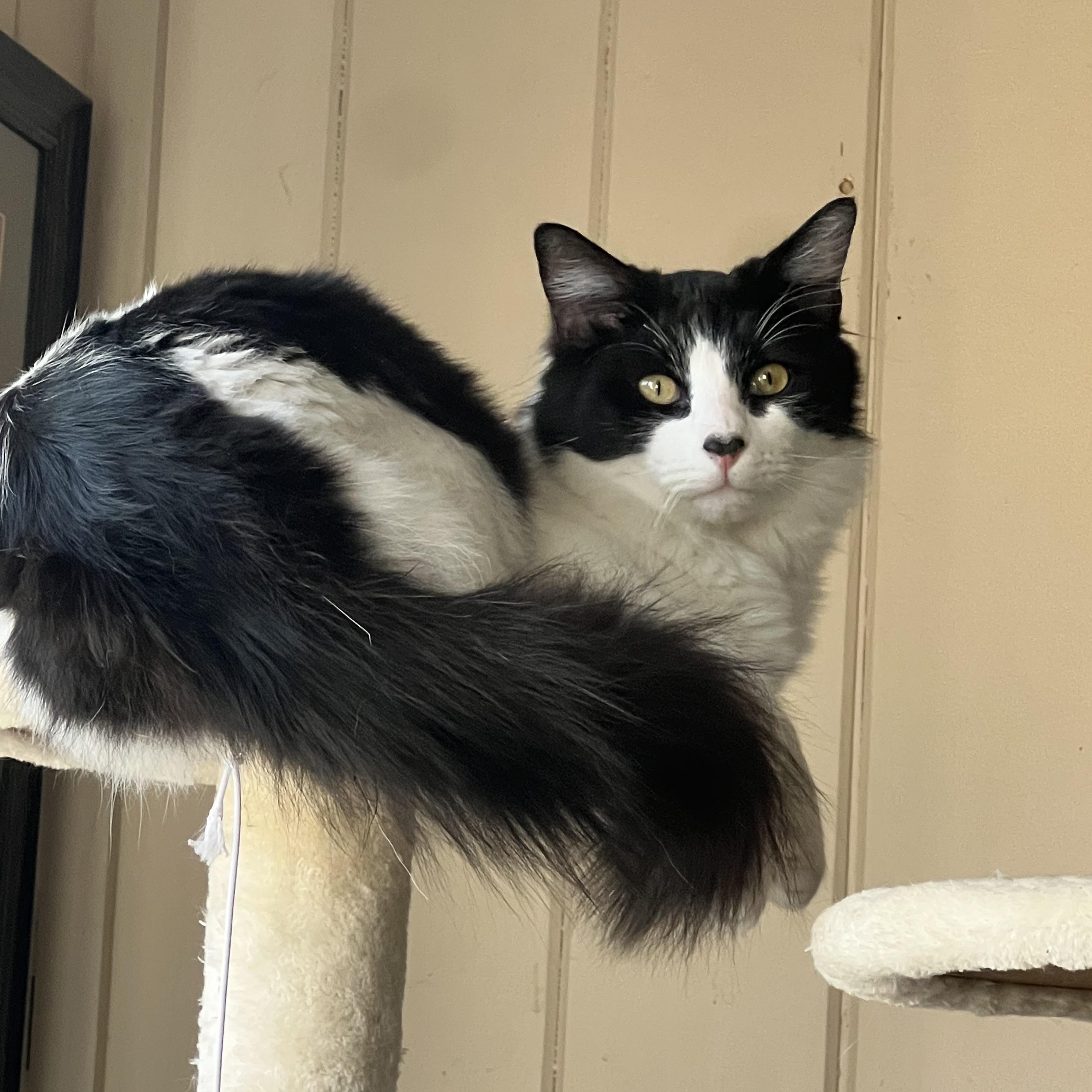 Otto (bonded w/ Mama), a Adoptable Tuxedo in Tampa, FL image 3/5