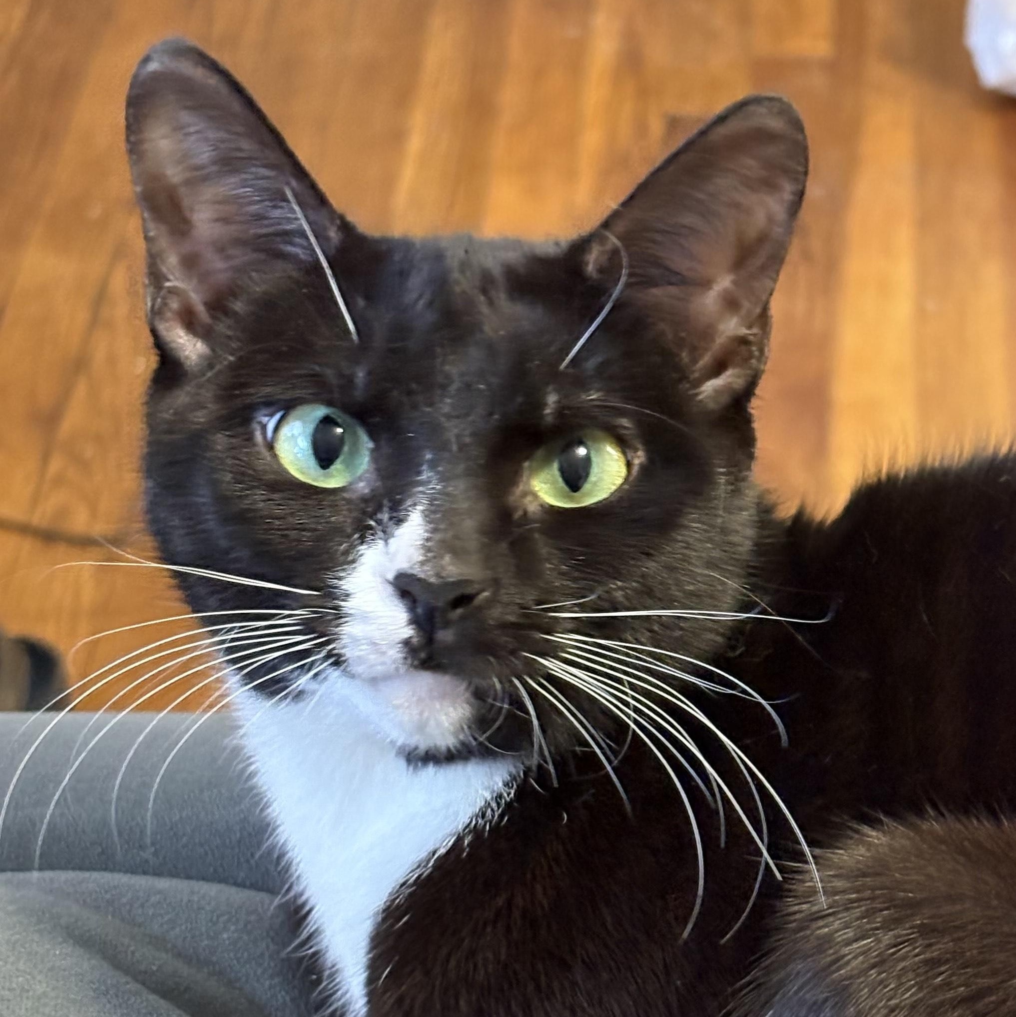 Enlarge Mimi Courtesy Post- Owner Giving Up, an adopted Domestic Short Hair in Clifton, NJ image 1/4