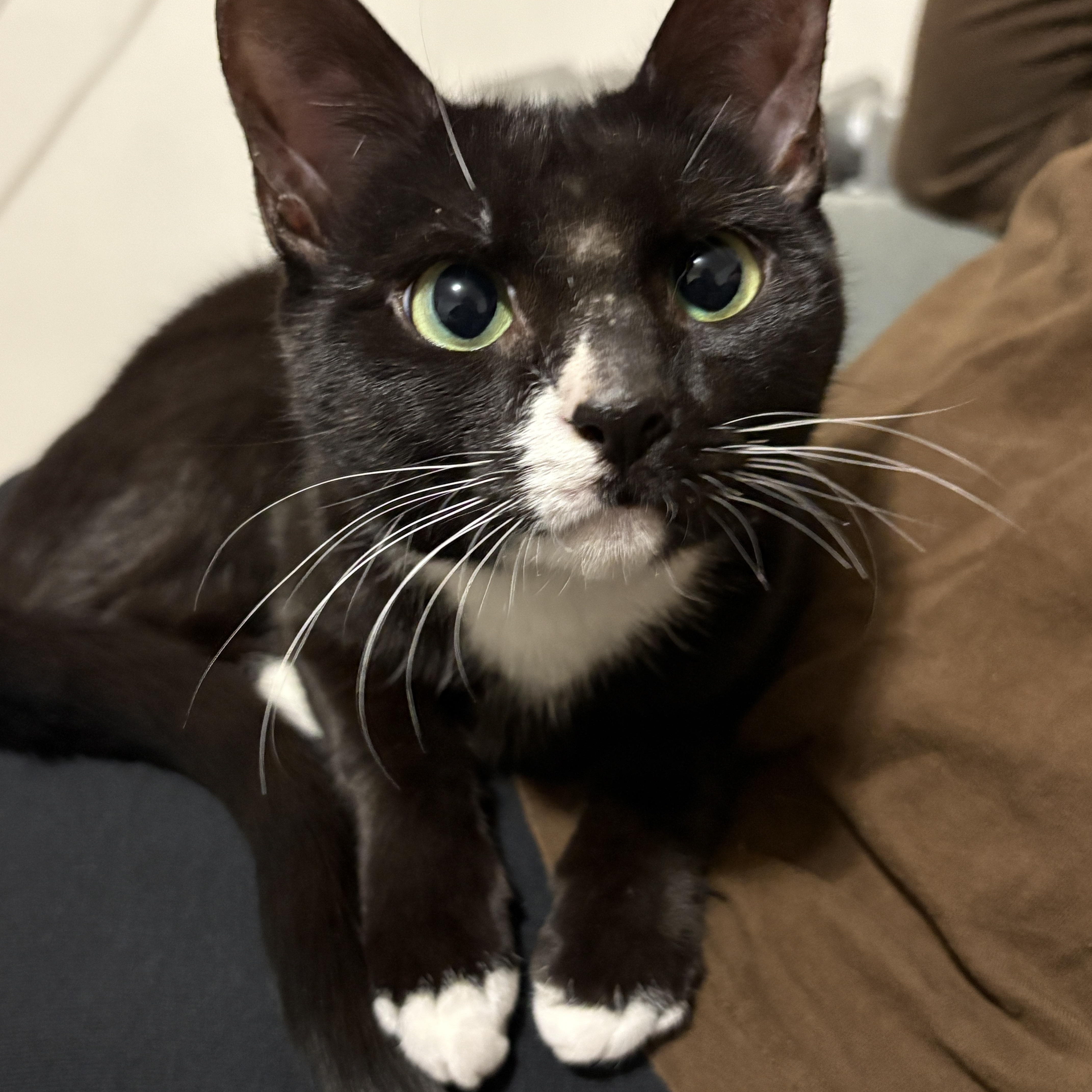 Enlarge Mimi Courtesy Post- Owner Giving Up, an adopted Domestic Short Hair in Clifton, NJ image 2/4