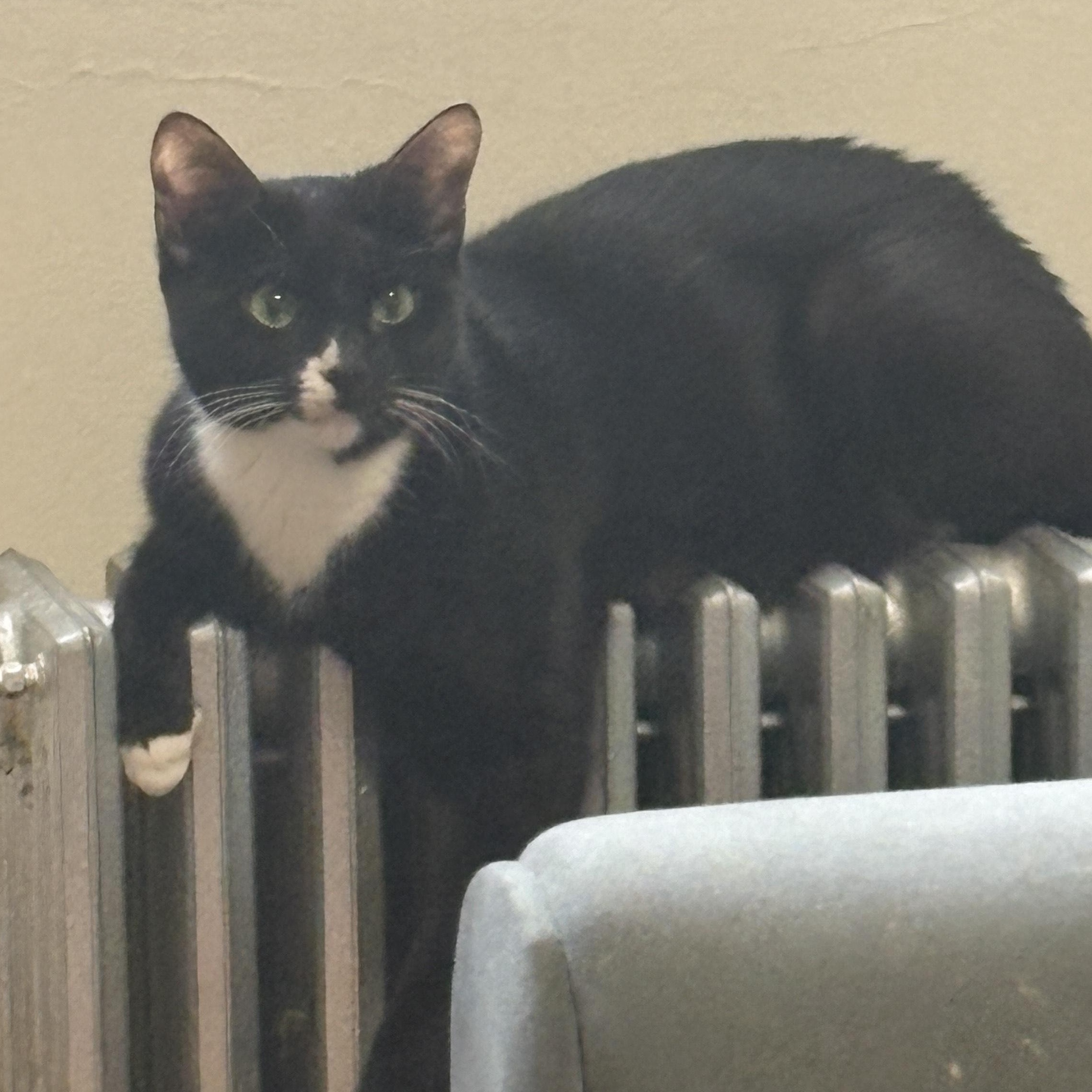 Enlarge Mimi Courtesy Post- Owner Giving Up, an adopted Domestic Short Hair in Clifton, NJ image 3/4