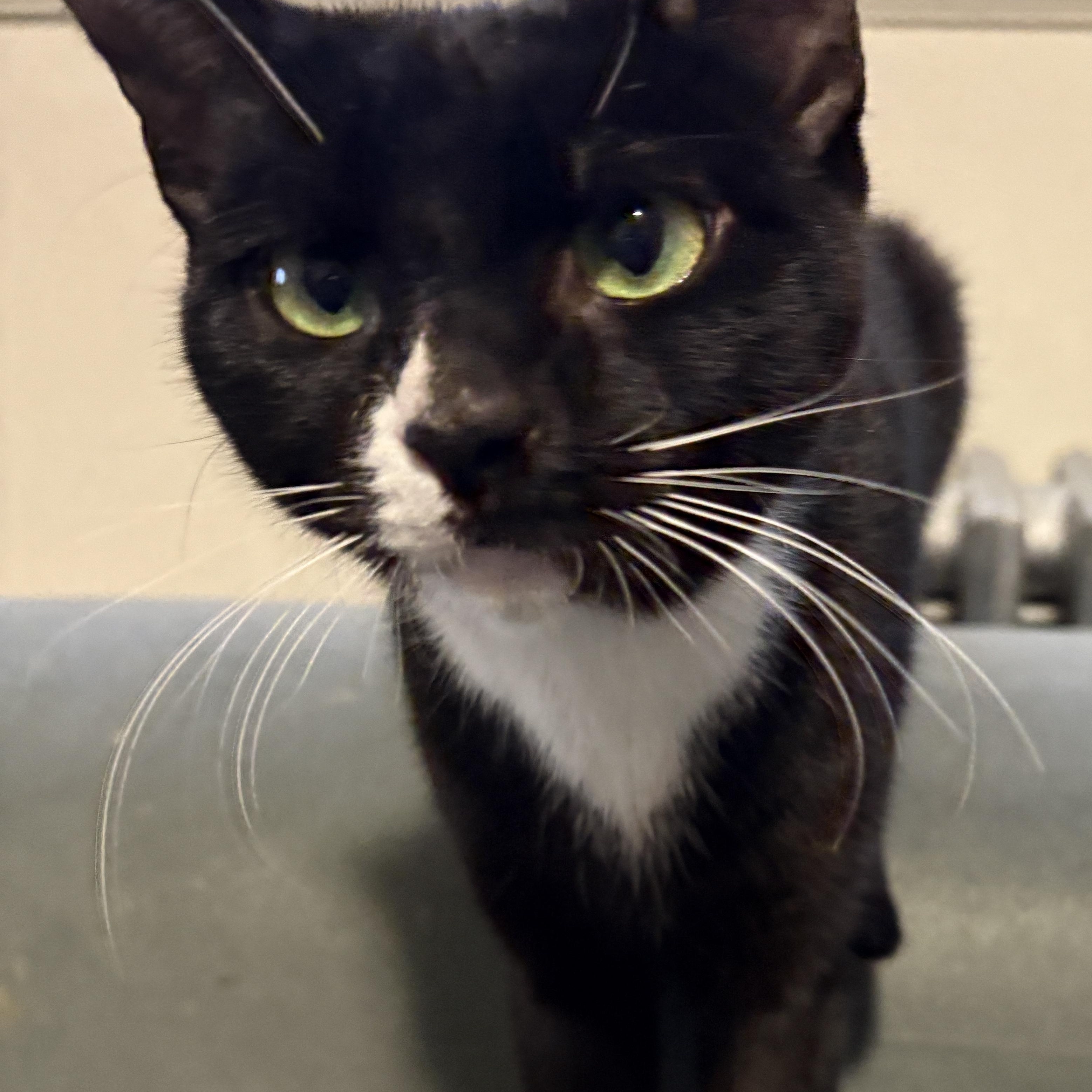 Enlarge Mimi Courtesy Post- Owner Giving Up, an adopted Domestic Short Hair in Clifton, NJ image 4/4