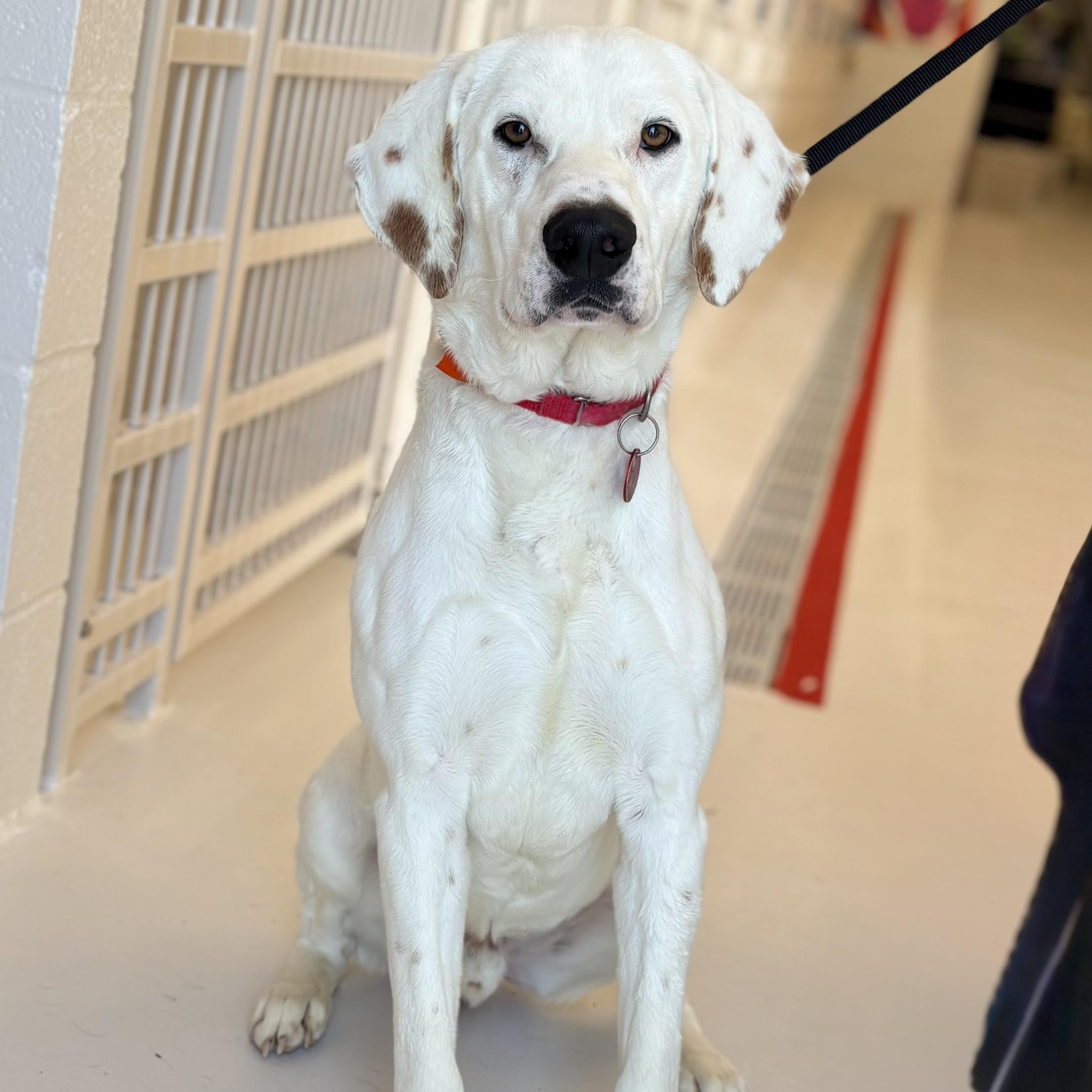 Enlarge General, an adopted mixed breed in Chicago, IL image 1/1