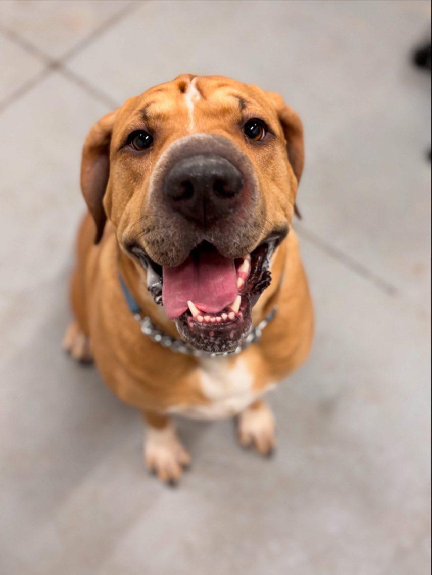 Heidi, adopted, Adult Female Shar-Pei & Mastiff.