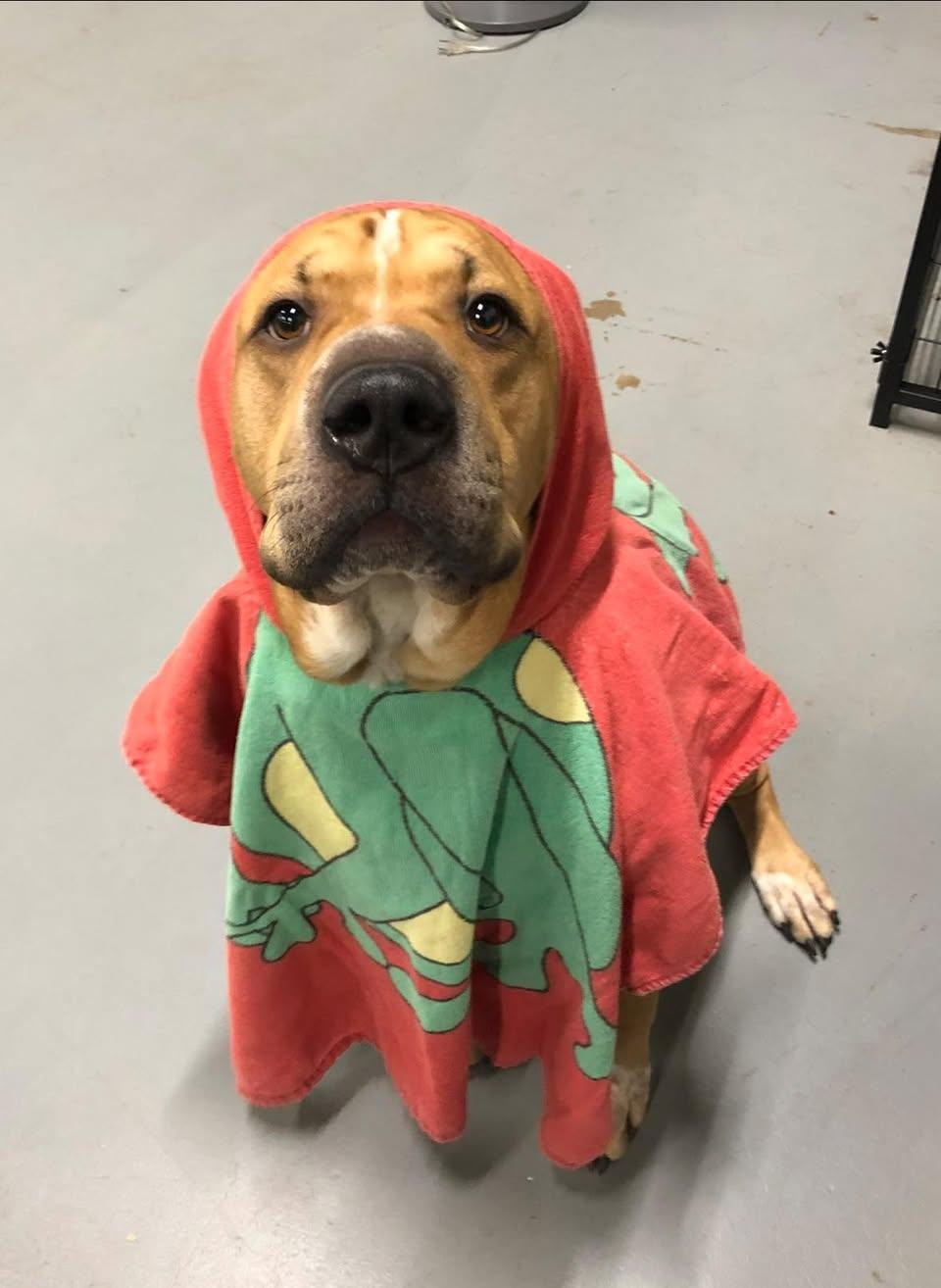 Enlarge Heidi, an adopted mixed breed in Edmonton, AB image 4/5