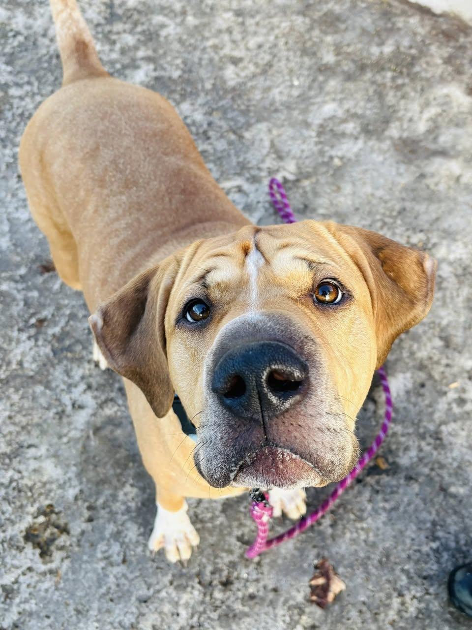 Enlarge Heidi, an adopted mixed breed in Edmonton, AB image 5/5