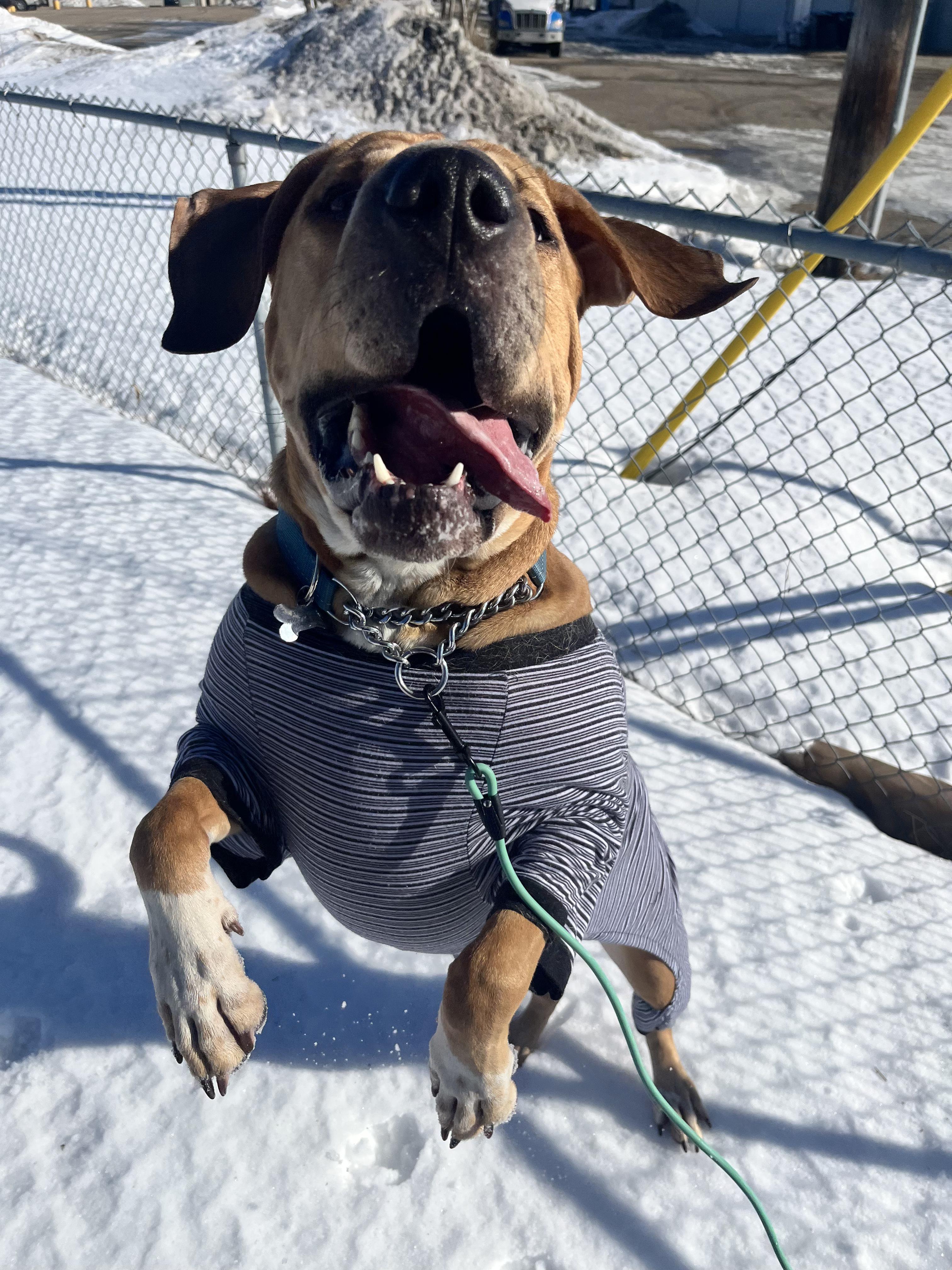 Enlarge Heidi, an adopted mixed breed in Edmonton, AB image 3/5